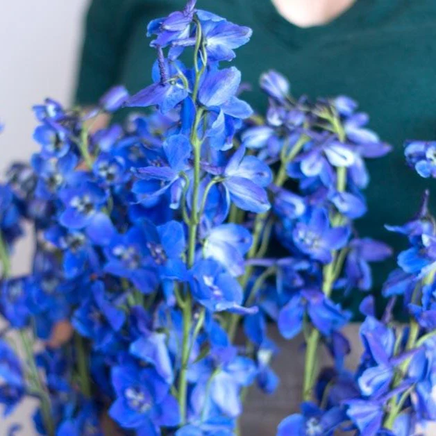 Dark Blue Delphinium Flower - Image 3