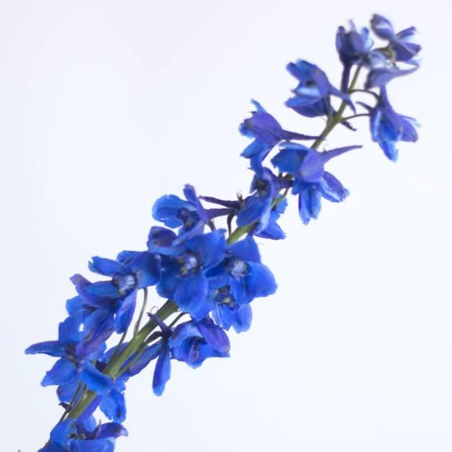 Dark Blue Delphinium Flower - Image 4