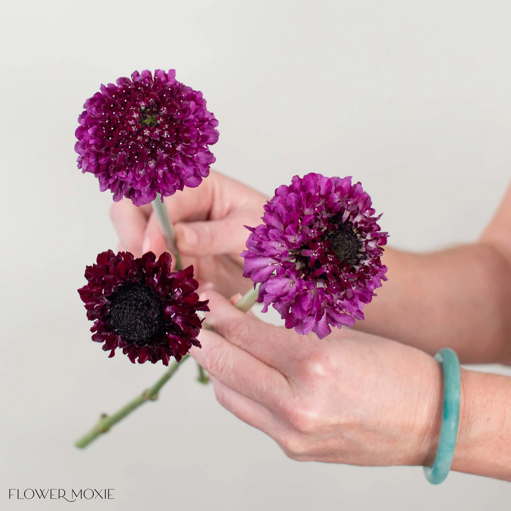 Dark Purple Scabiosa Flower - Image 3