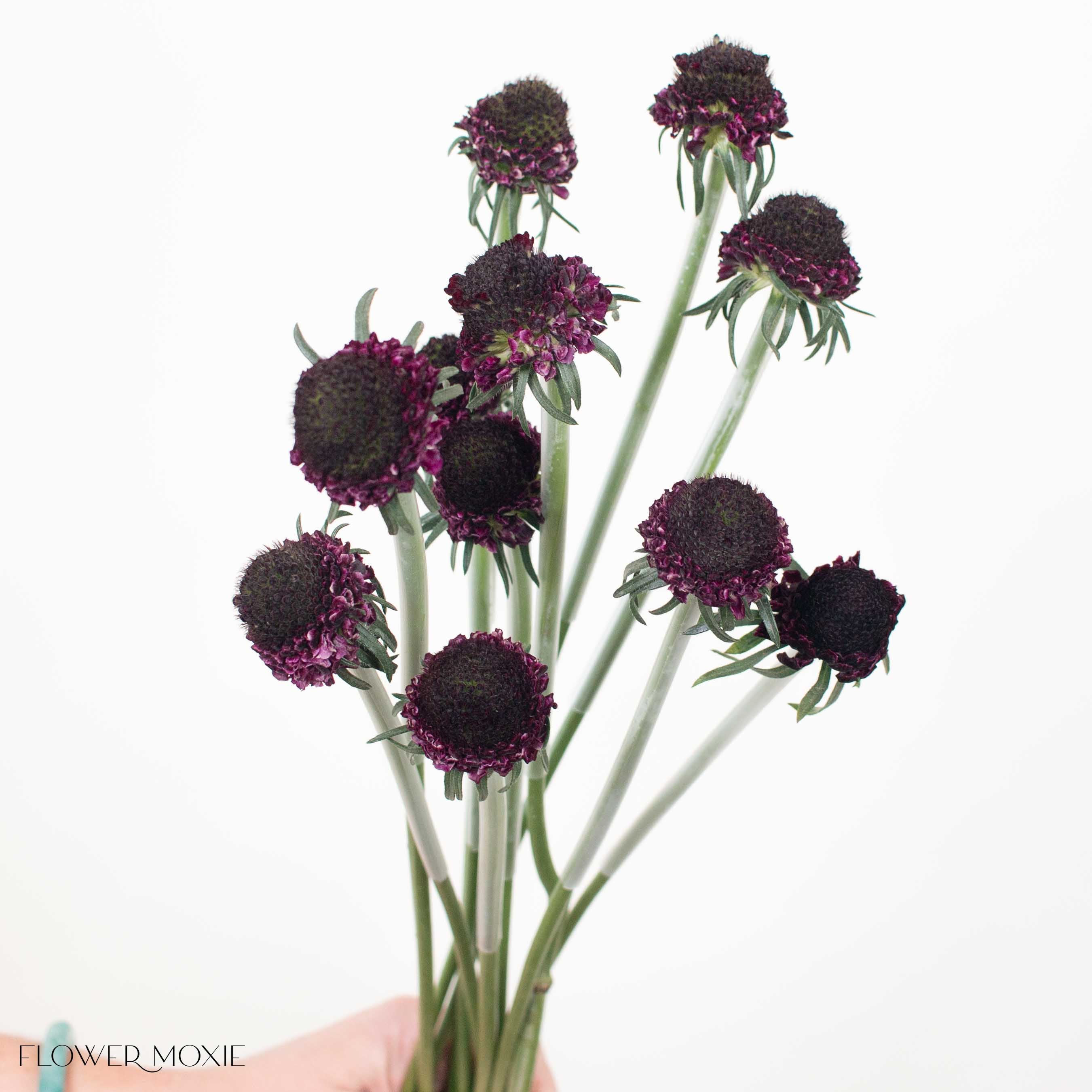 Dark Purple Scabiosa Flower - Image 4