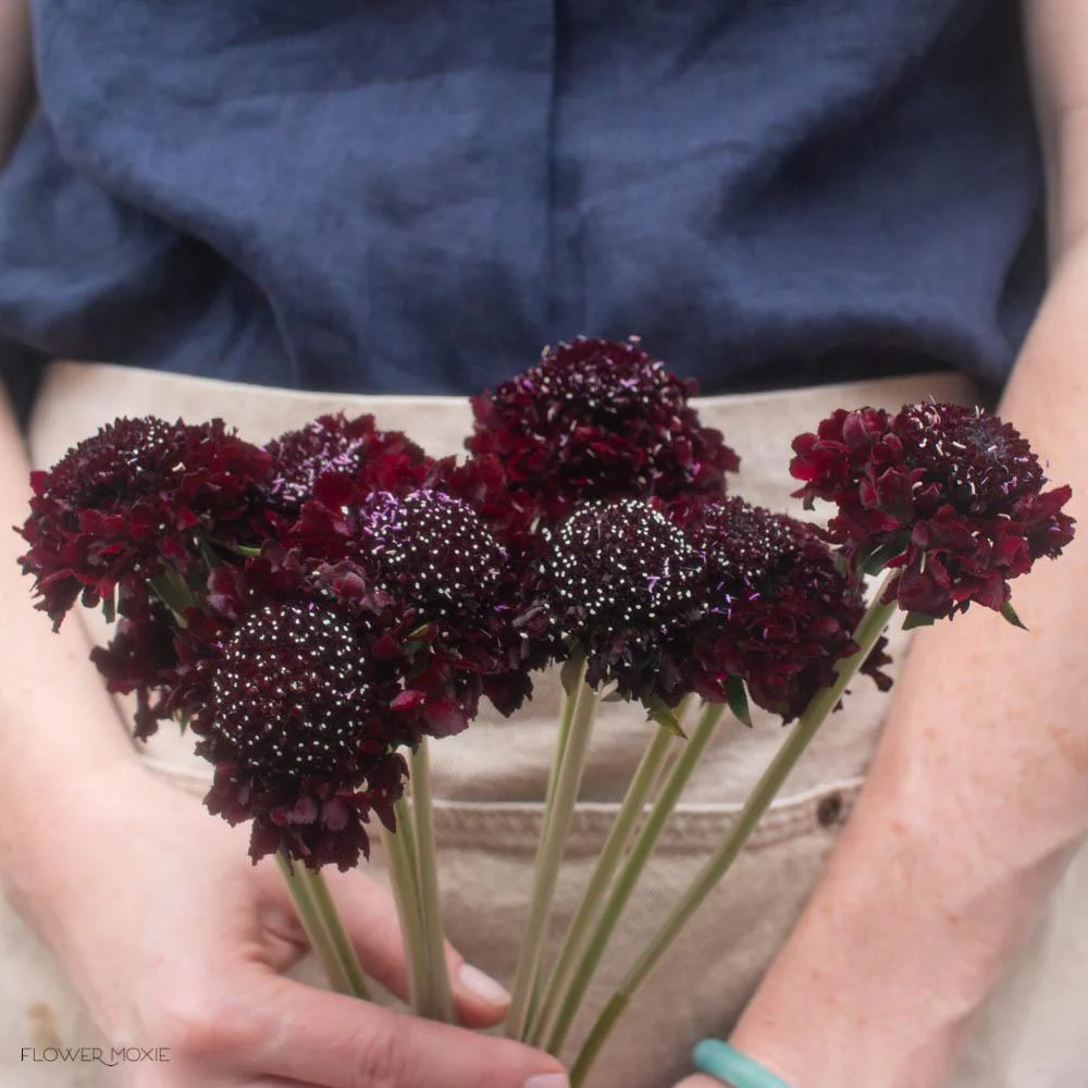 Dark Purple Scabiosa Flower - Image 5