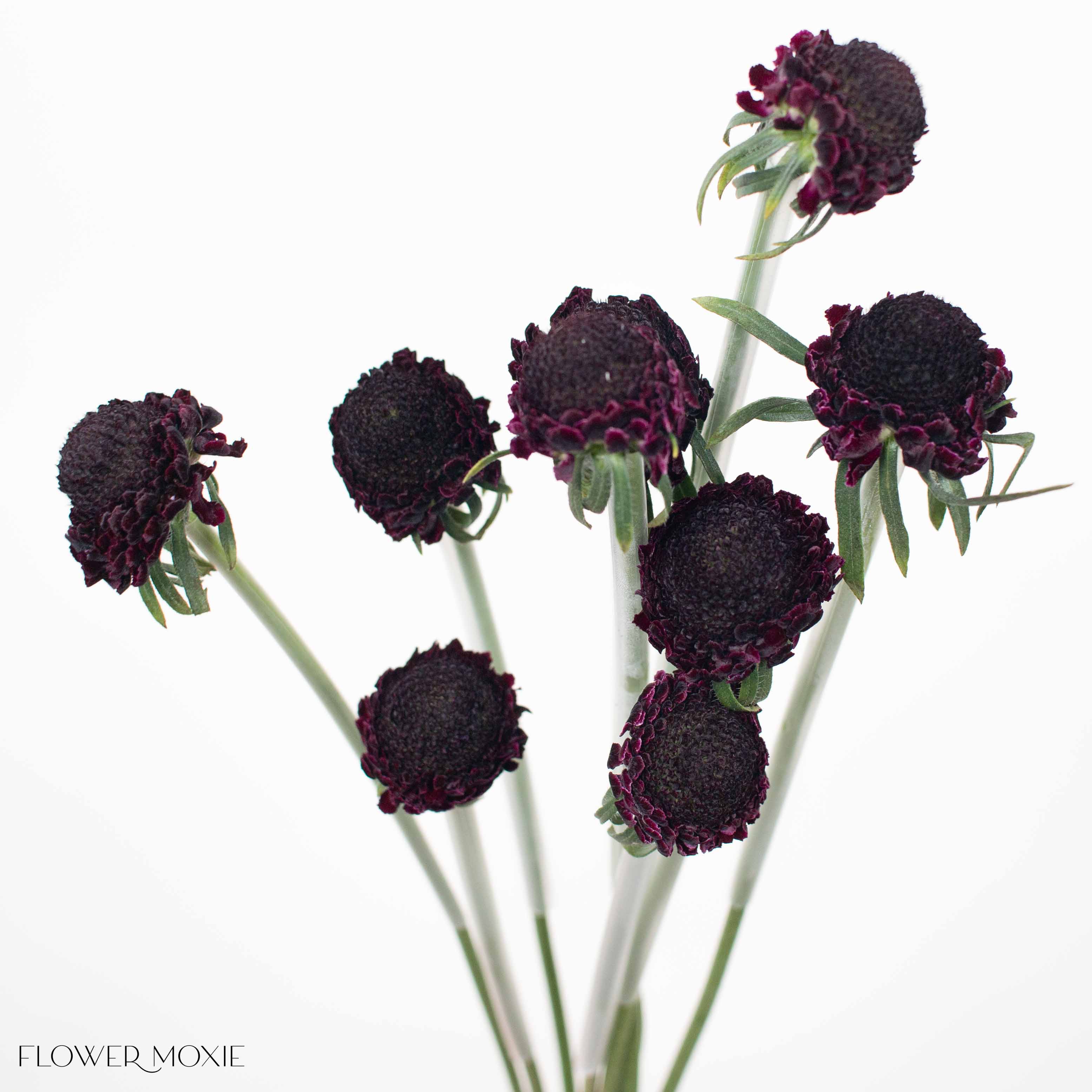 Dark Purple Scabiosa Flower - Image 6