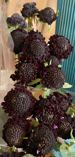 Dark Purple Scabiosa Flower - Image 7