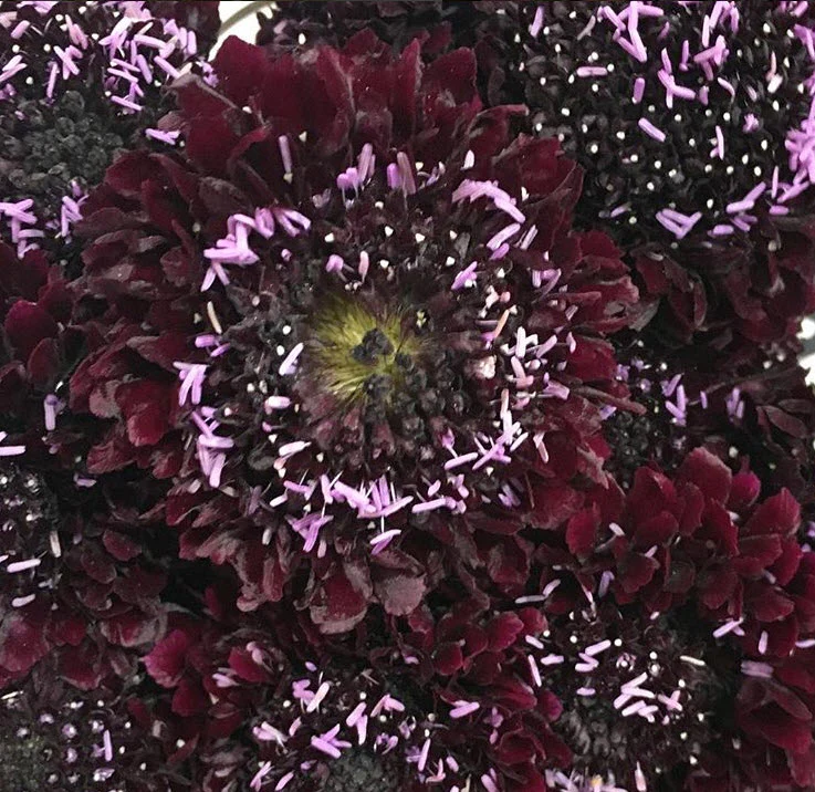 Dark Purple Scabiosa Flower - Image 8