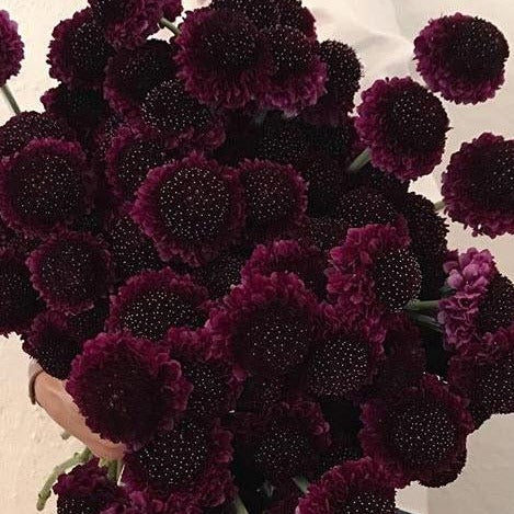 Dark Purple Scabiosa Flower - Image 9