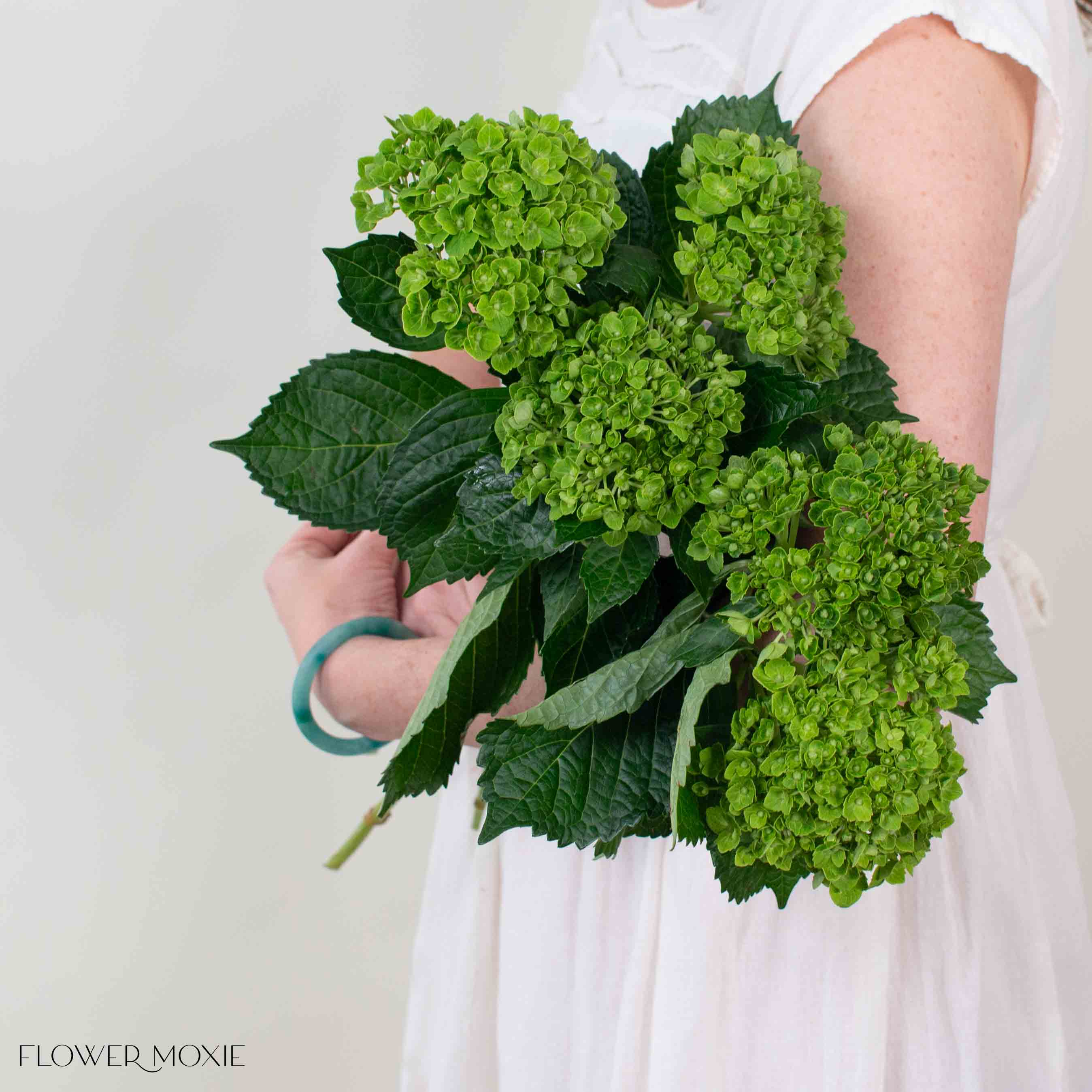 Dark Green Baby Hydrangea Flower