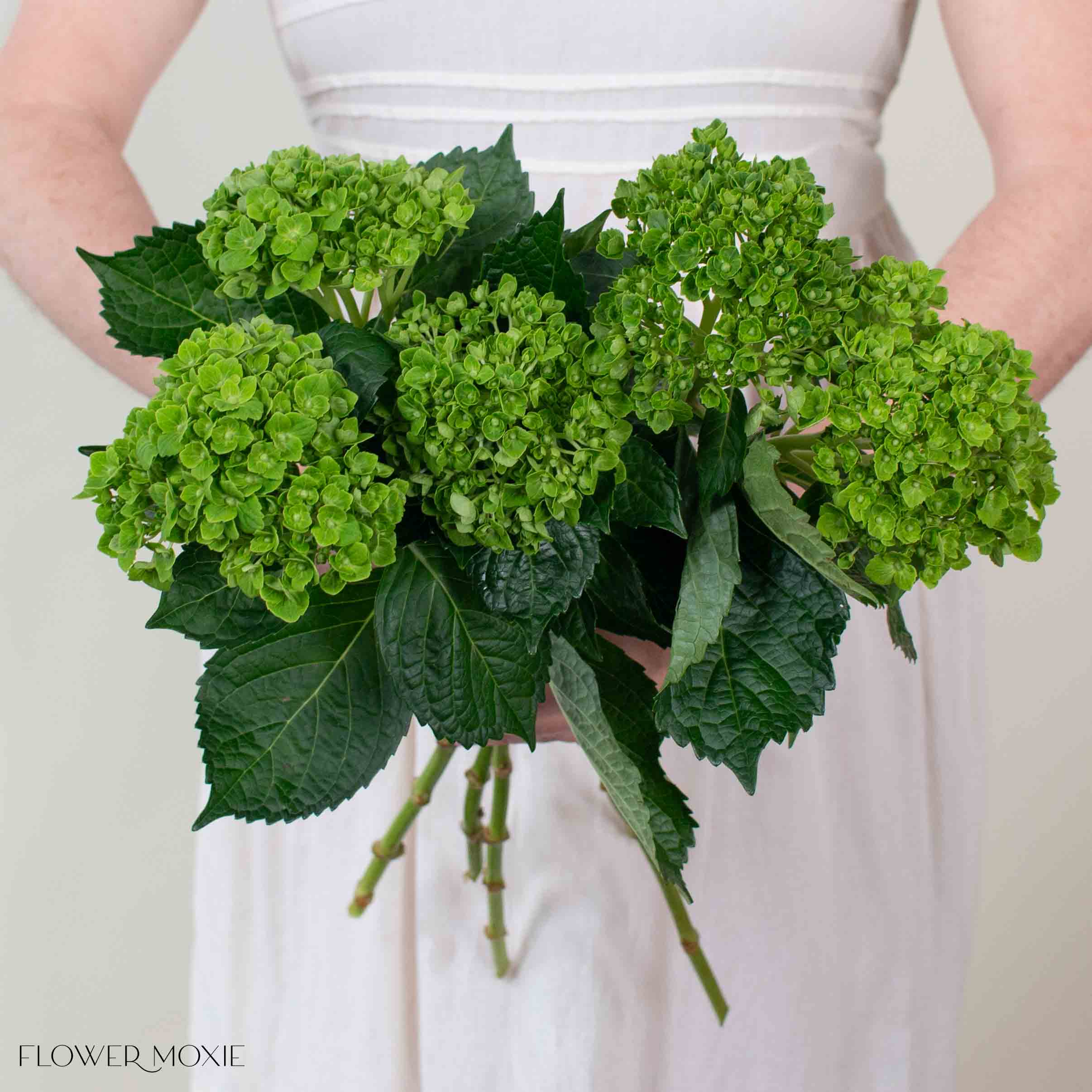 Dark Green Baby Hydrangea Flower - Image 2