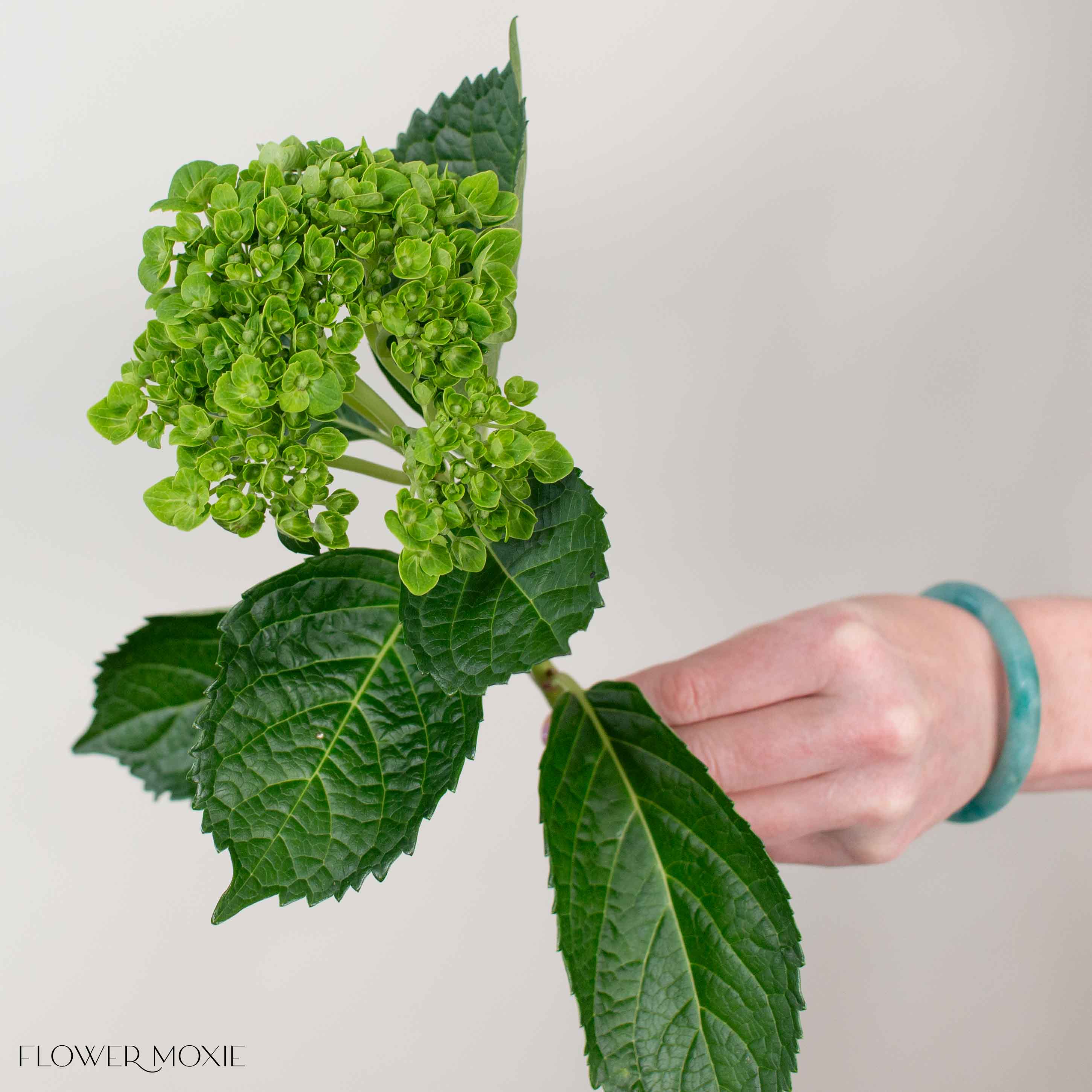 Dark Green Baby Hydrangea Flower - Image 3