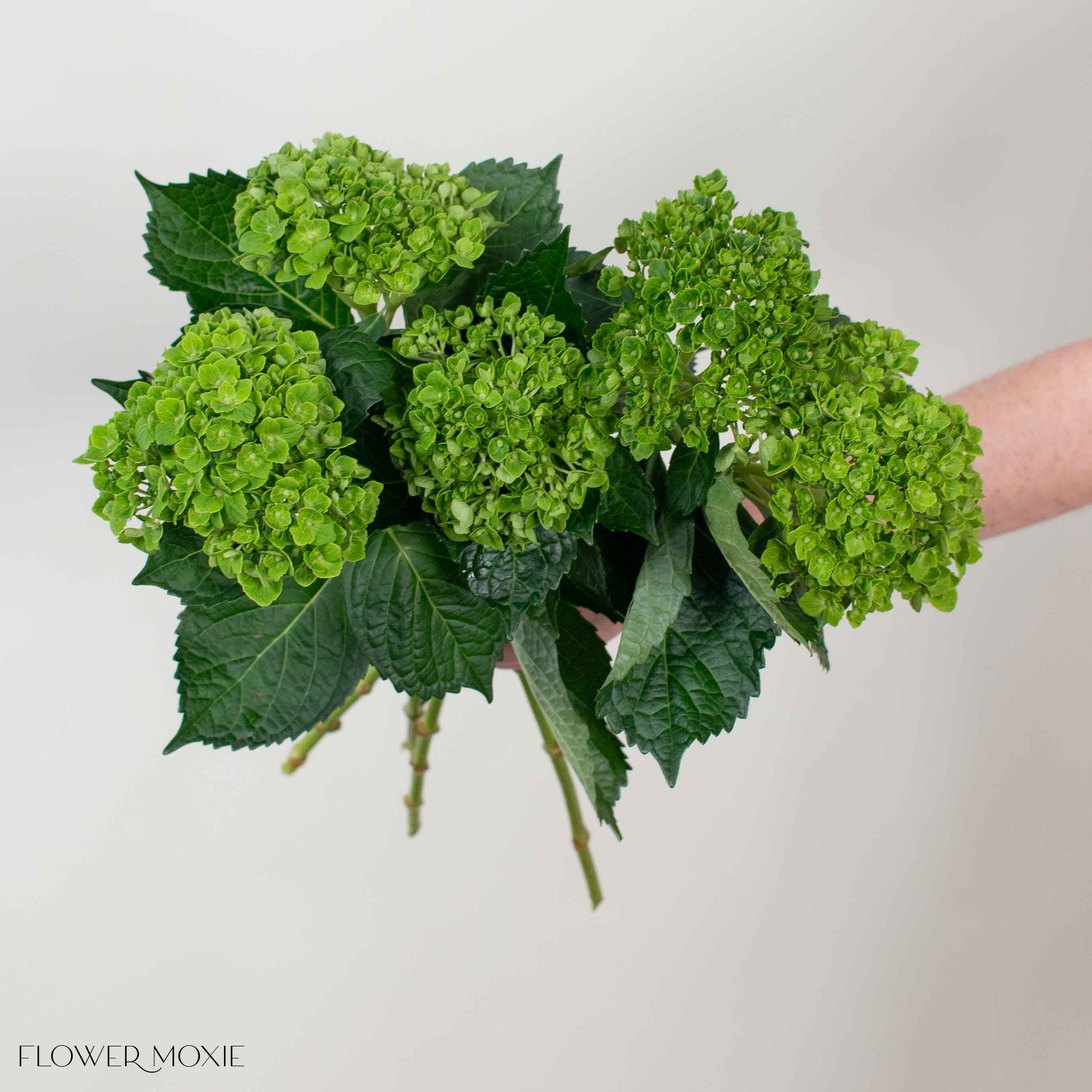 Dark Green Baby Hydrangea Flower - Image 4