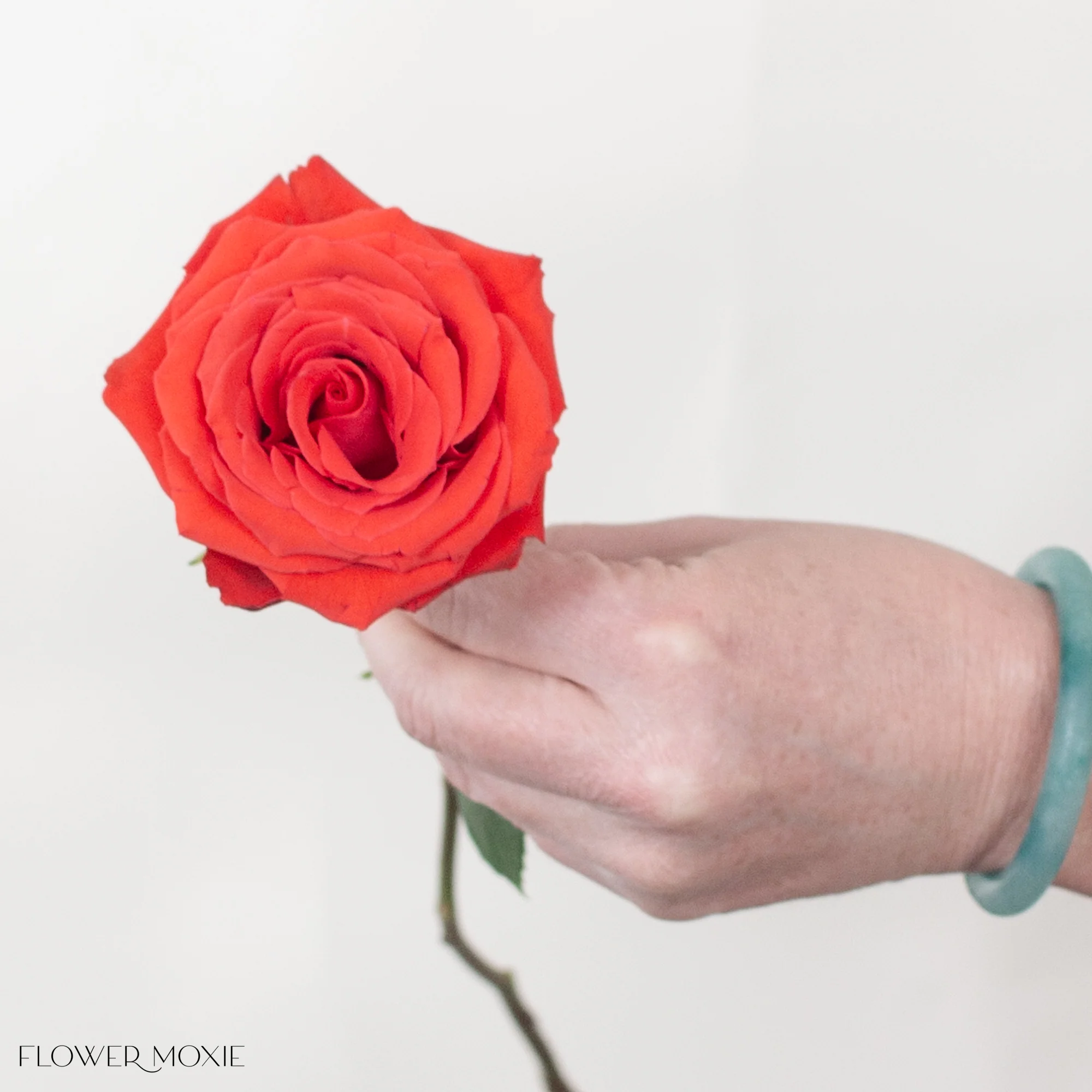 Dark Orange Nina Rose - Image 2