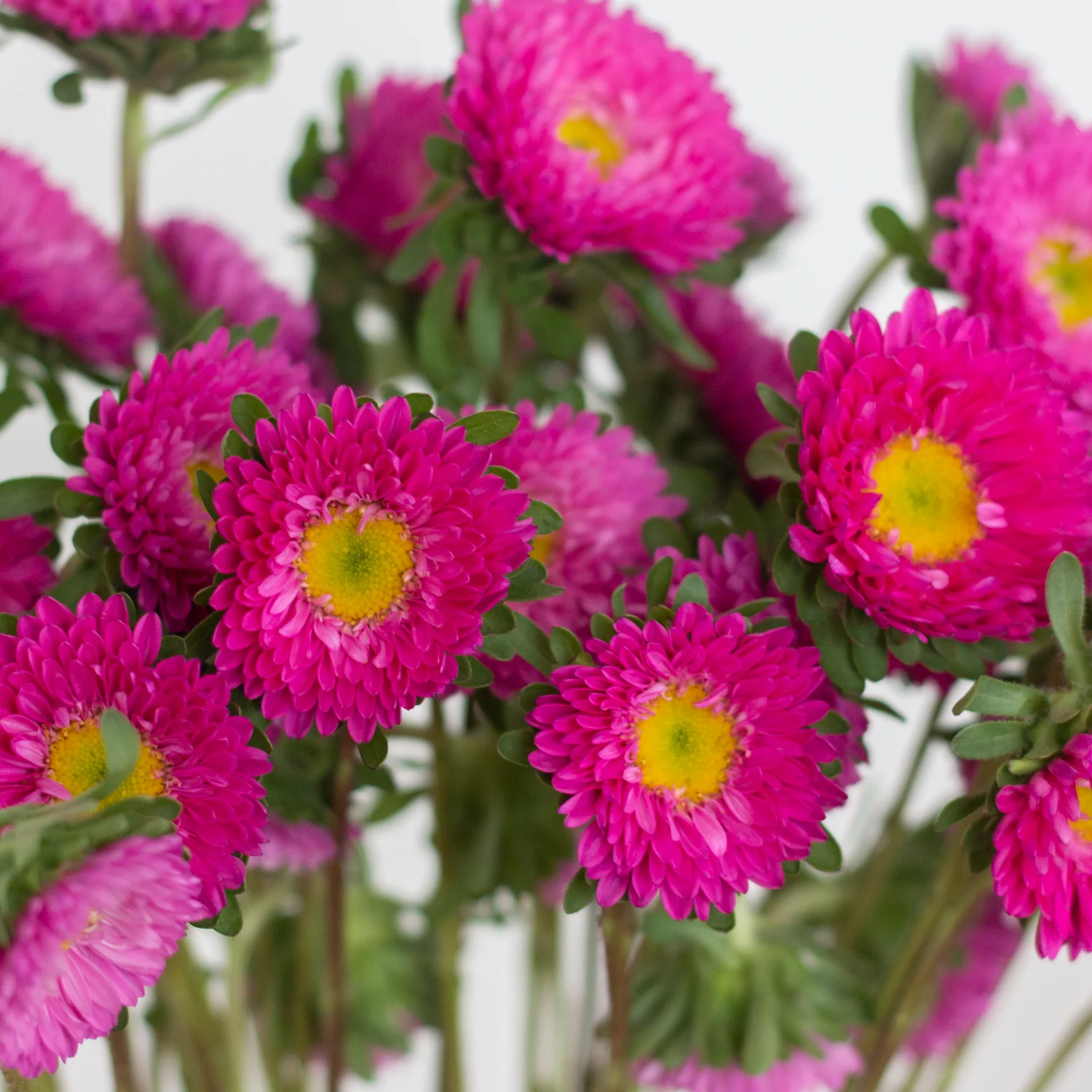 Dark Pink Matsumoto Aster Flowers - Image 4