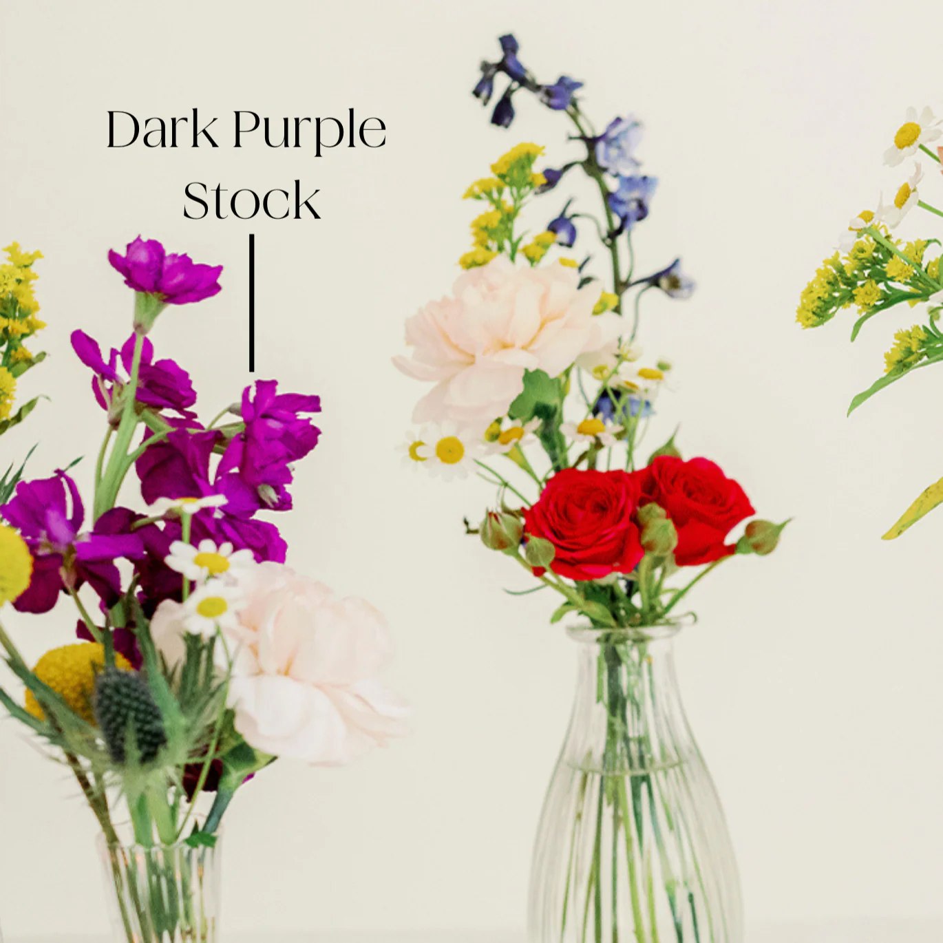 Dark Purple Stock Flower - Image 2