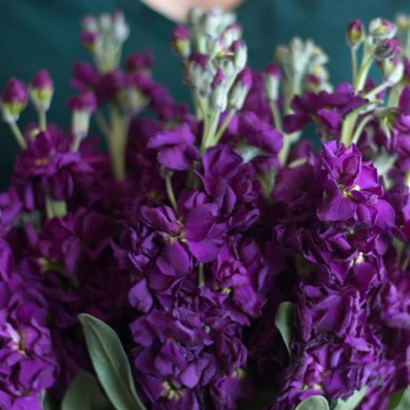 Dark Purple Stock Flower - Image 4
