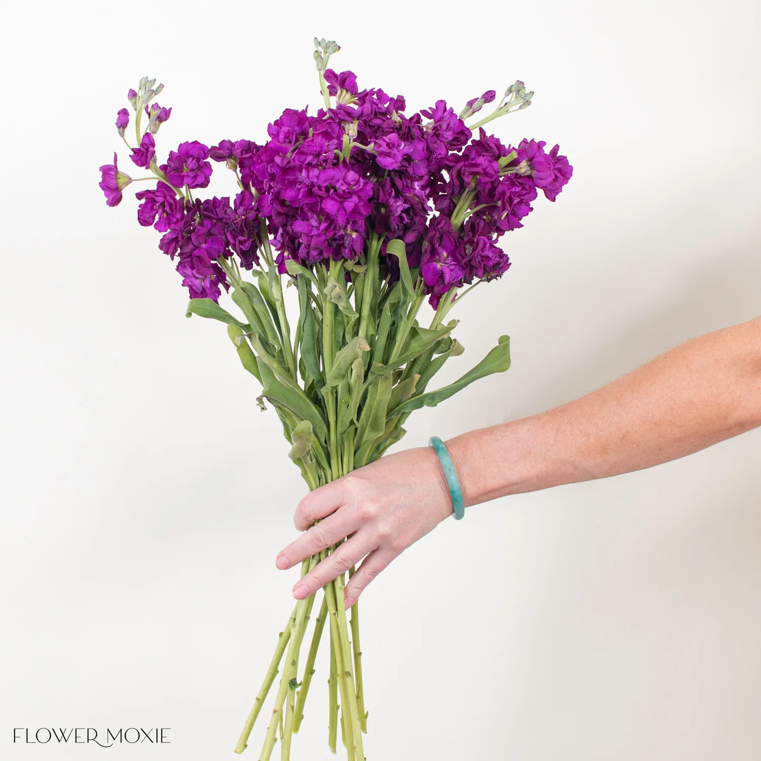 Dark Purple Stock Flower - Image 6