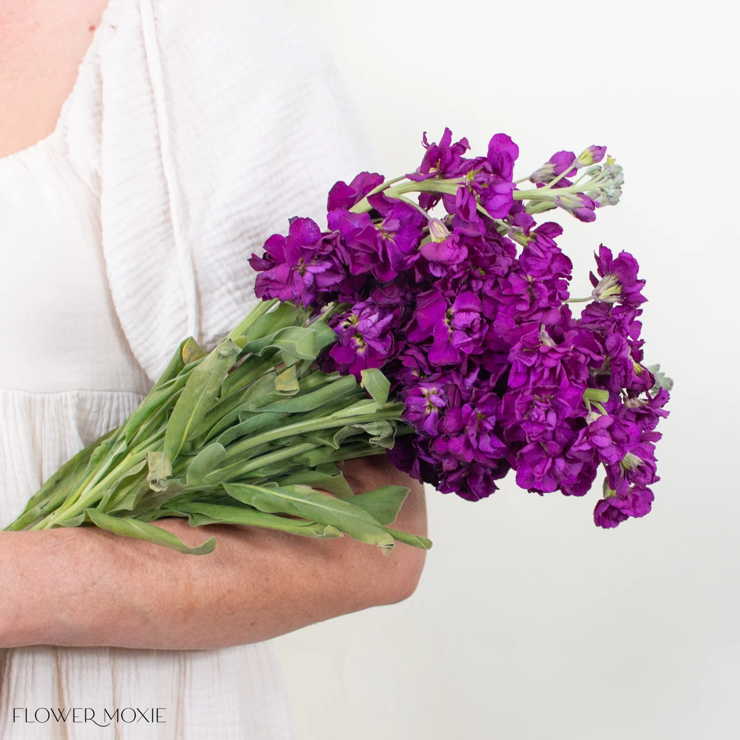 Dark Purple Stock Flower - Image 7