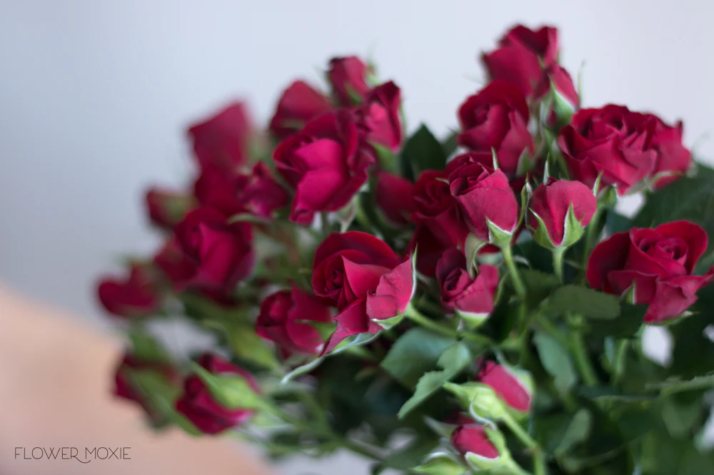 Dark Red Rubicon Spray Roses - Image 4