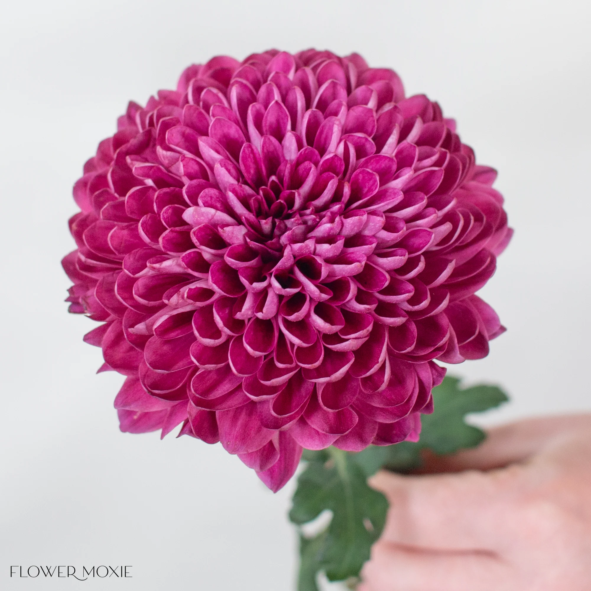 Deep Berry Ball Cremone Flower - Image 2
