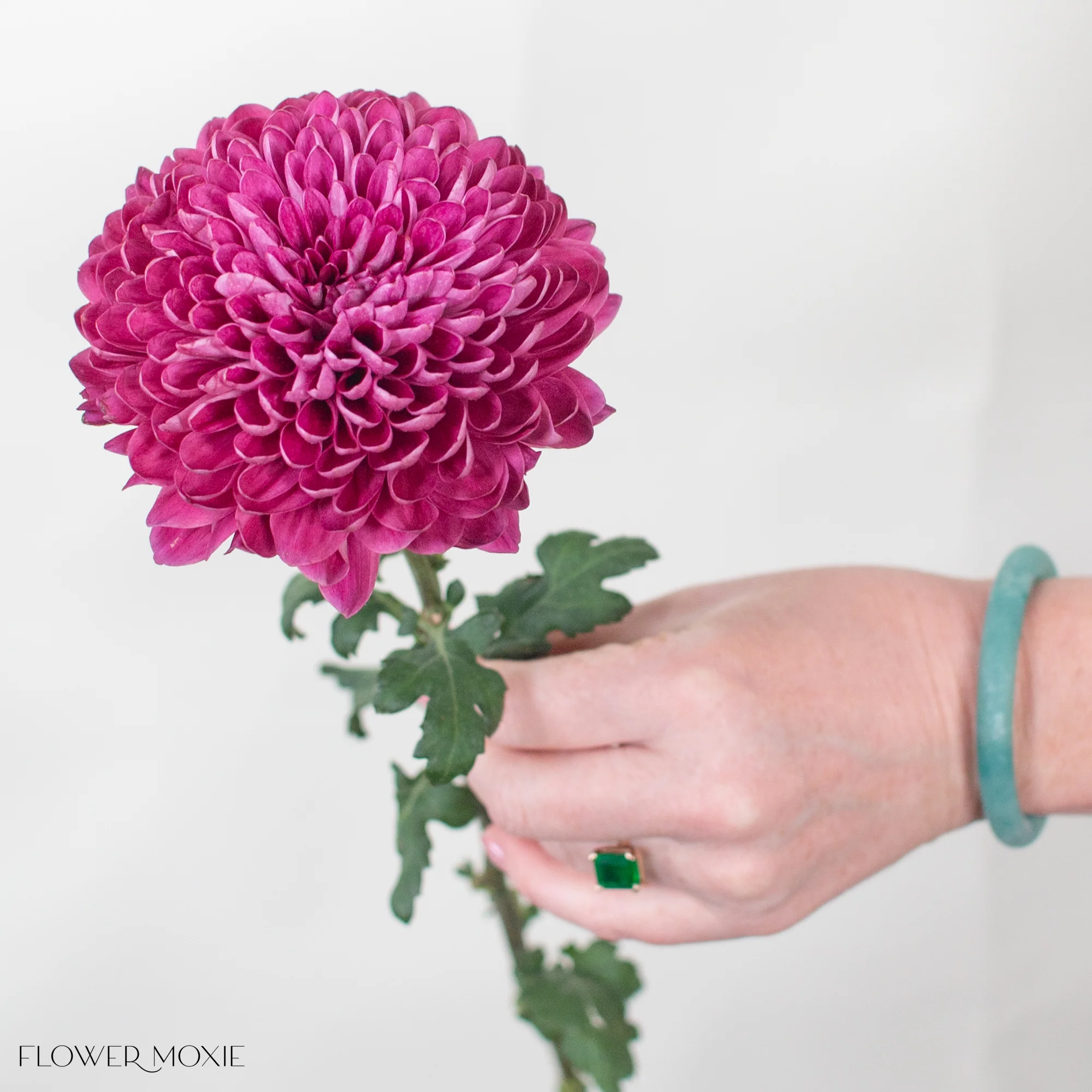 Deep Berry Ball Cremone Flower - Image 3
