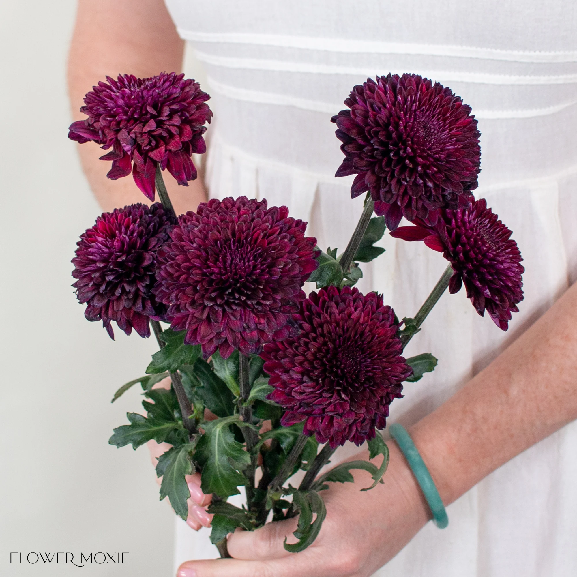 Deep Burgundy Ball Cremone Flower