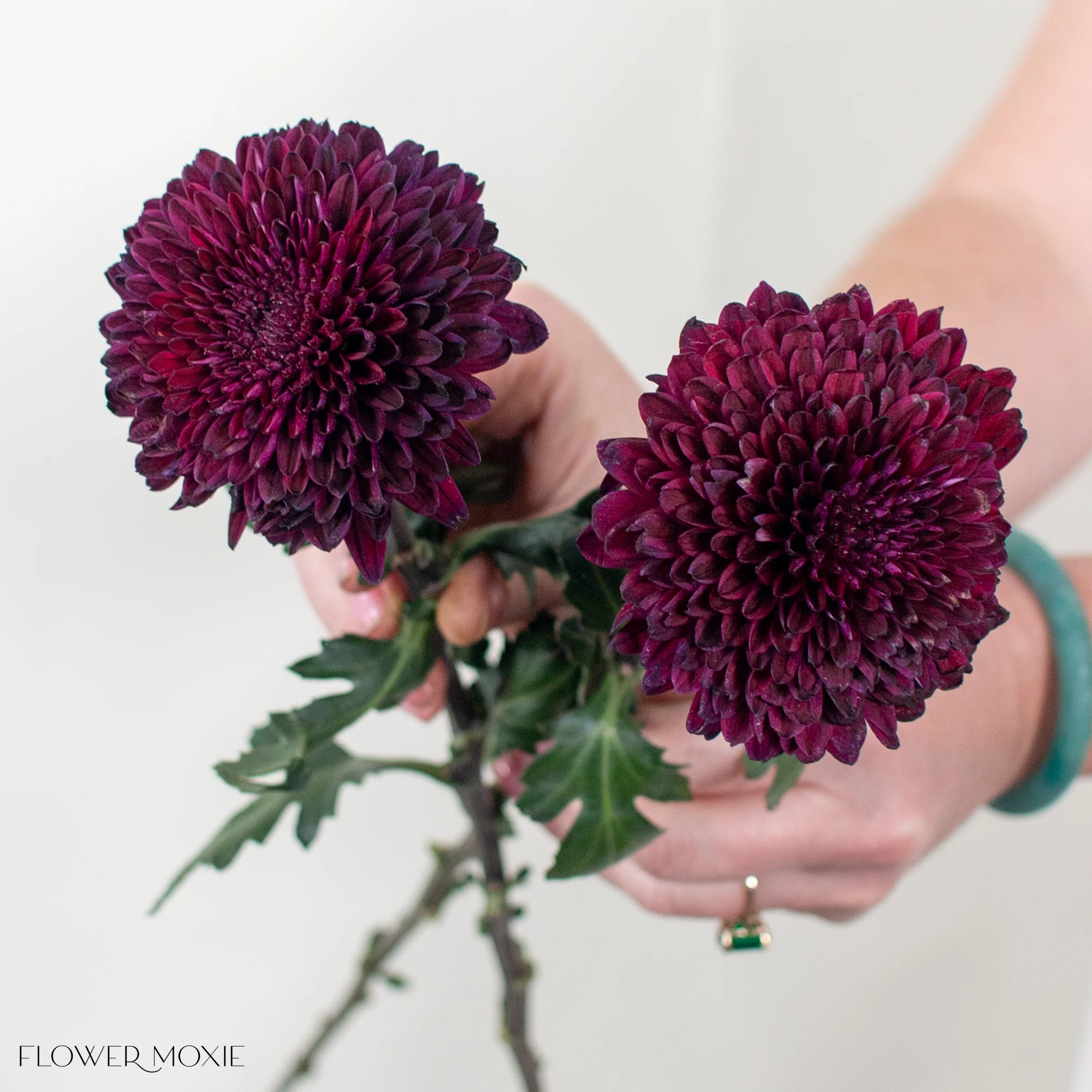 Deep Burgundy Ball Cremone Flower - Image 2
