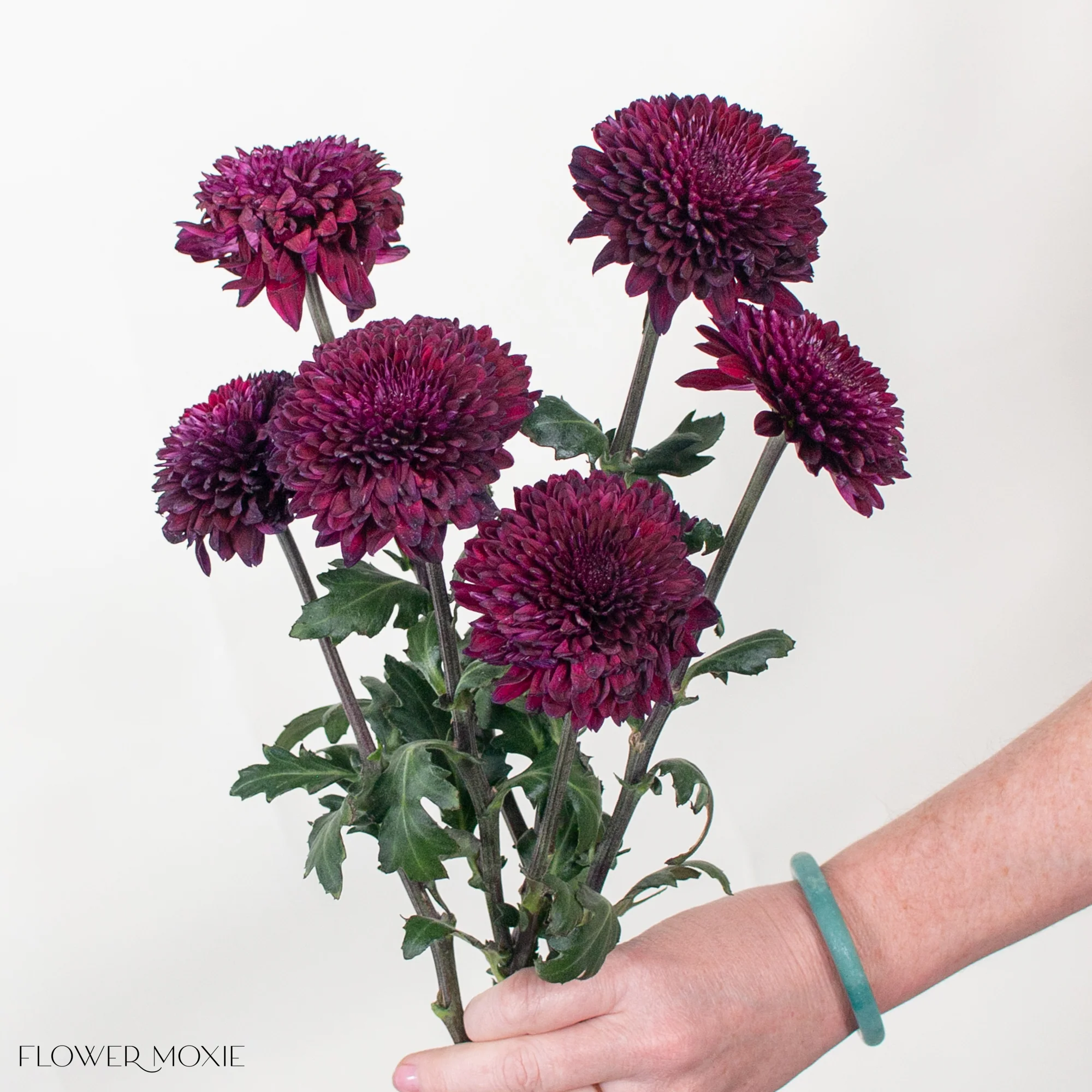 Deep Burgundy Ball Cremone Flower - Image 3