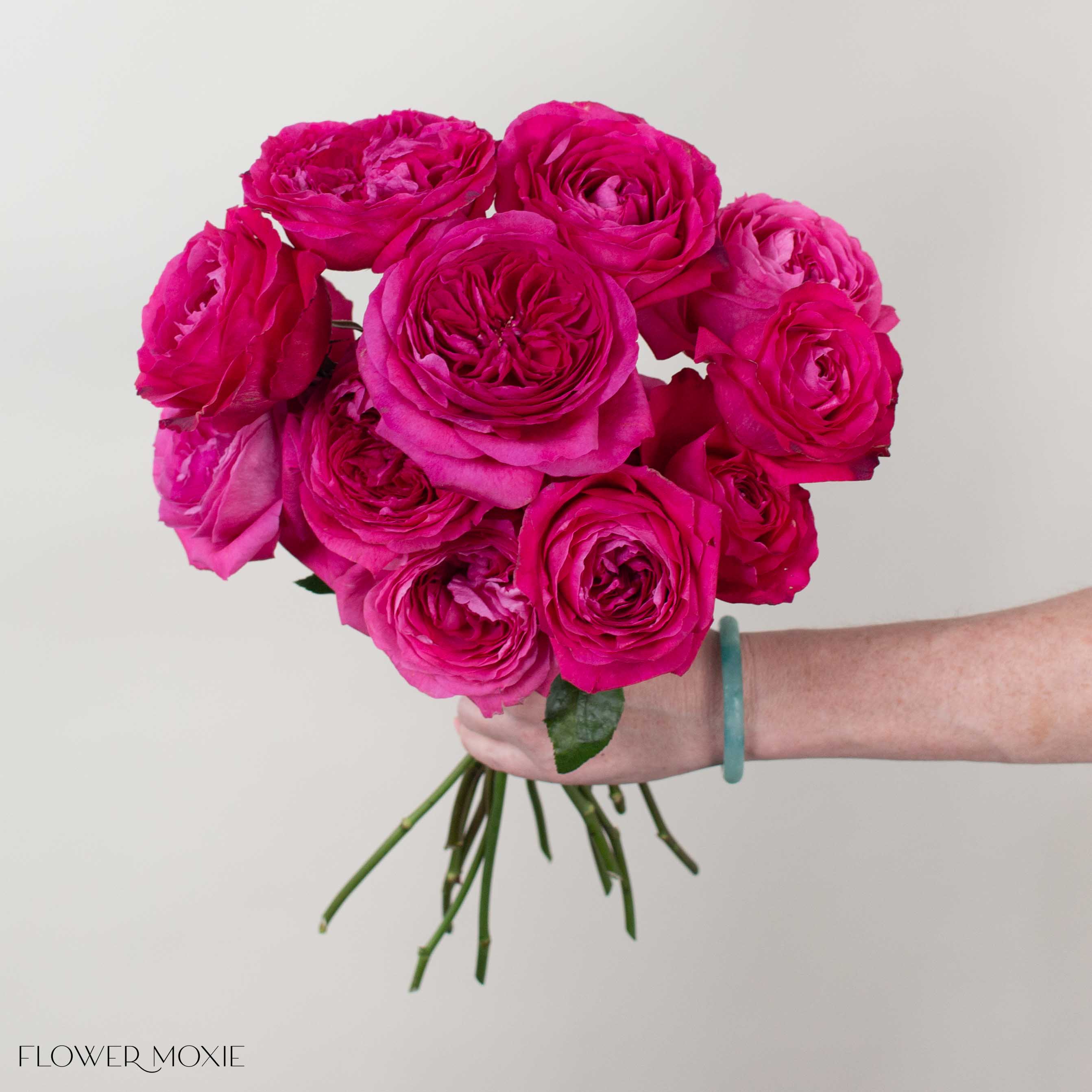 Deep Pink Capability David Austin Garden Rose - Image 2
