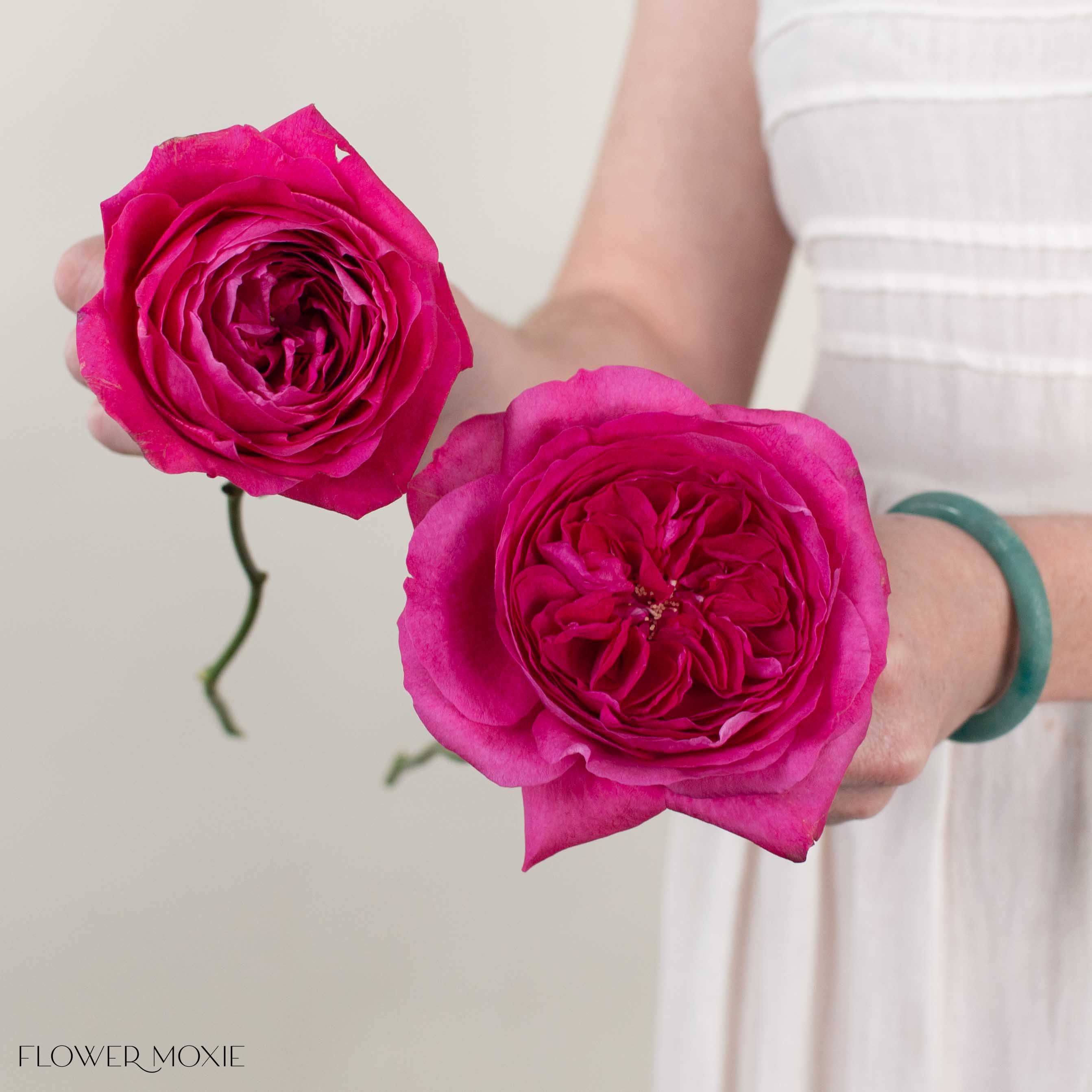 Deep Pink Capability David Austin Garden Rose - Image 3