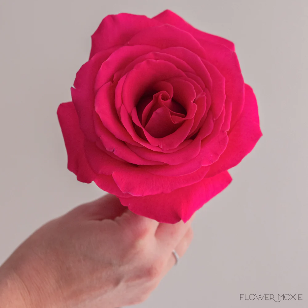 Deep Pink Rose - Image 3