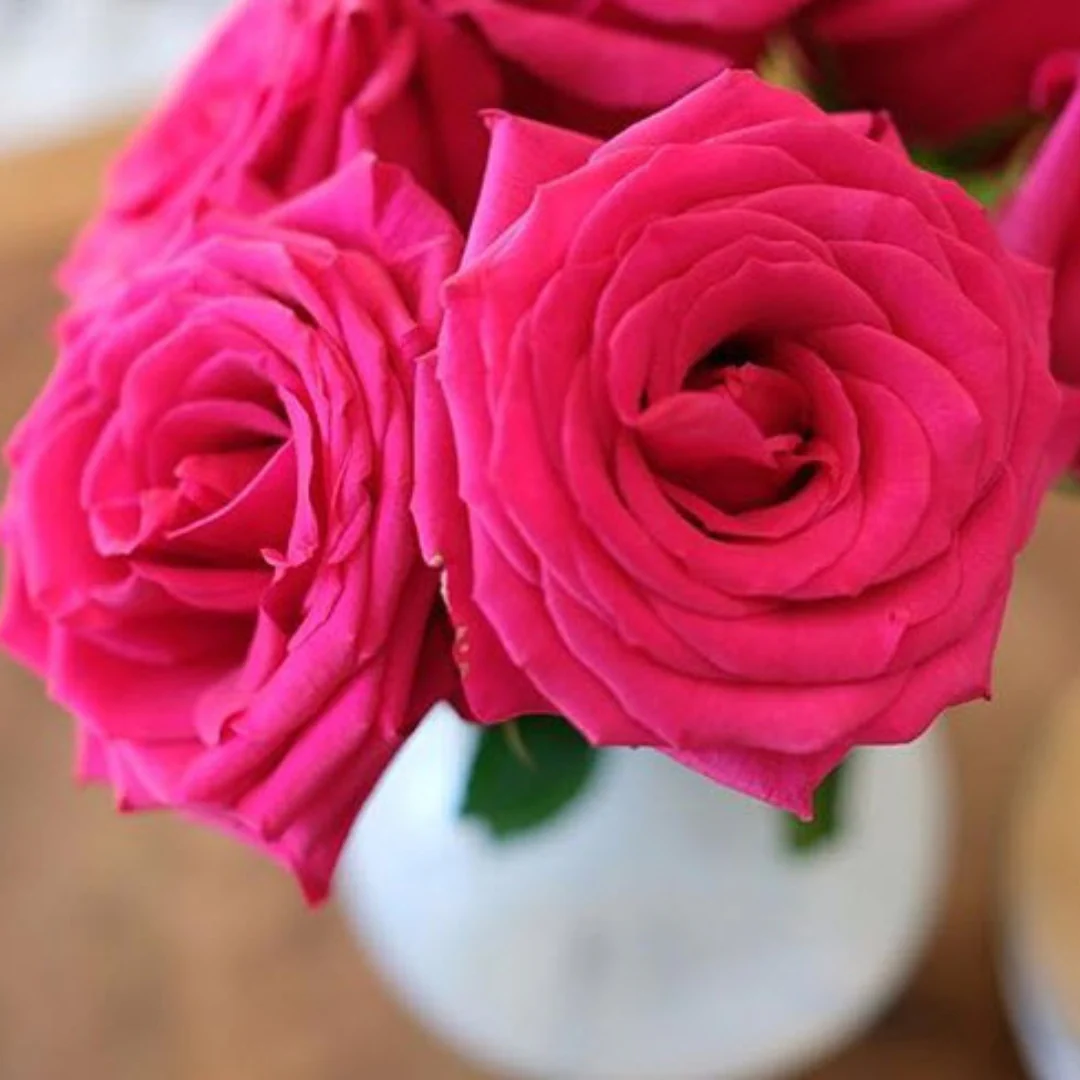 Deep Pink Rose - Image 4