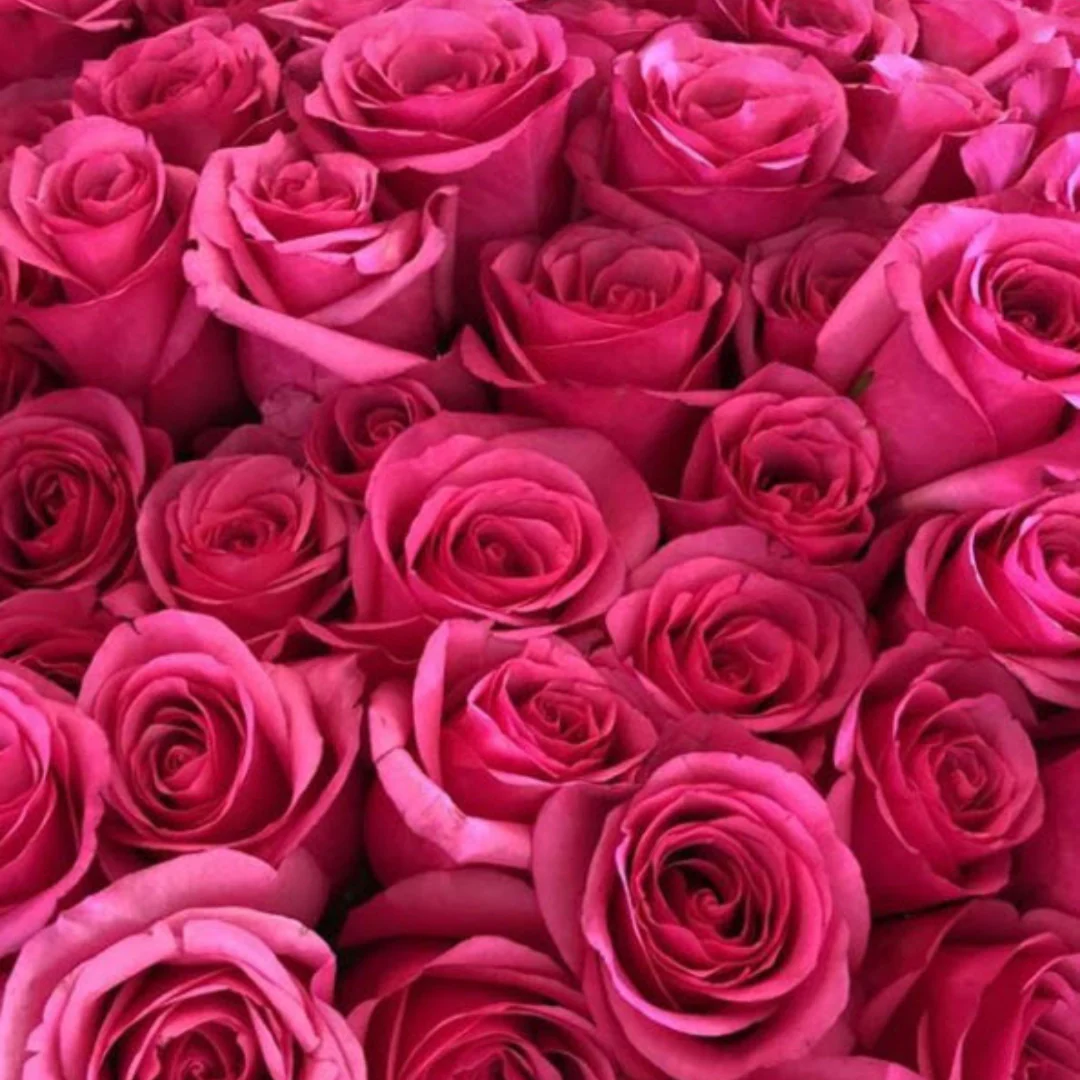Deep Pink Rose - Image 5