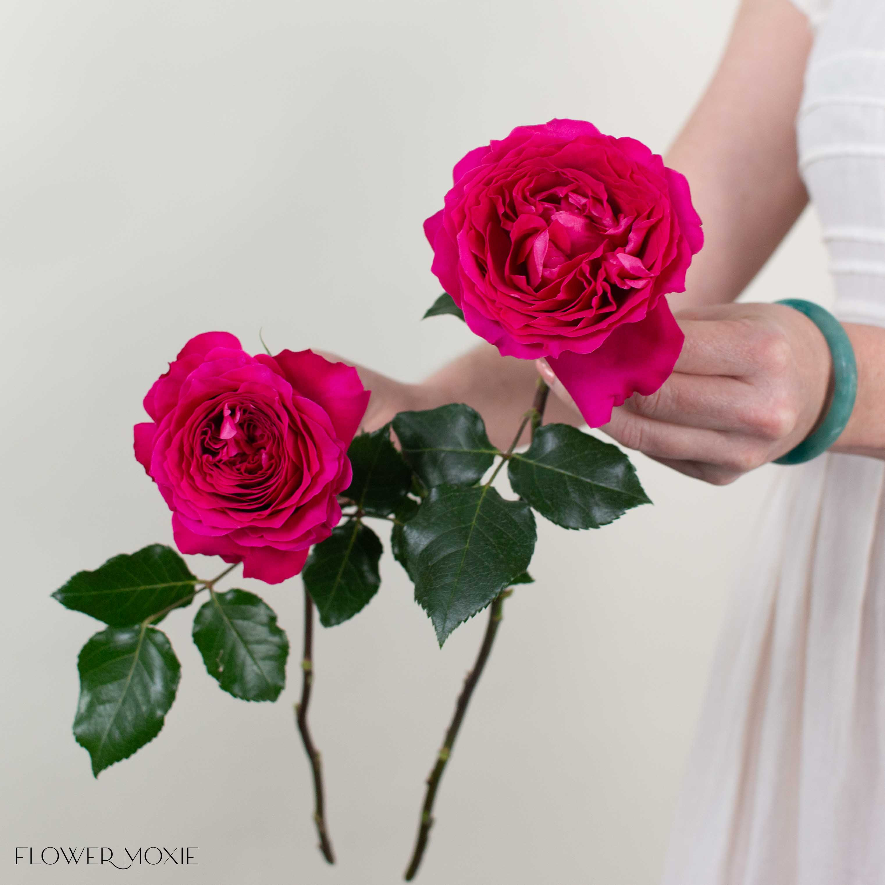 Deep Pink Hettie David Austin Garden Rose - Image 3