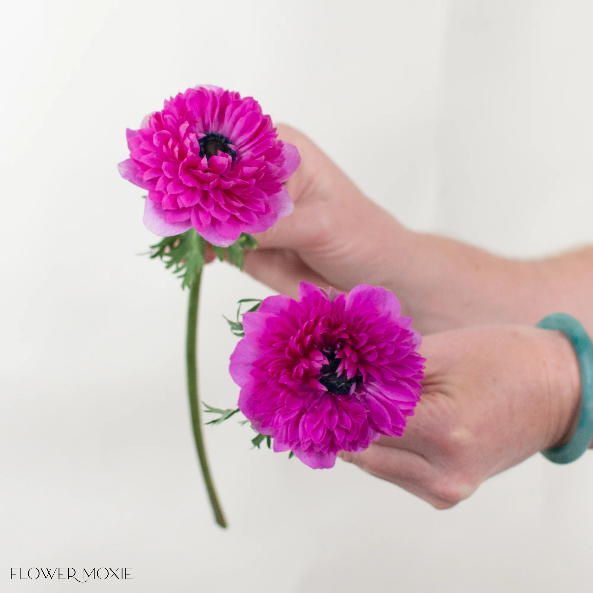 Deep Pink Lotus Anemone Flower - Image 4