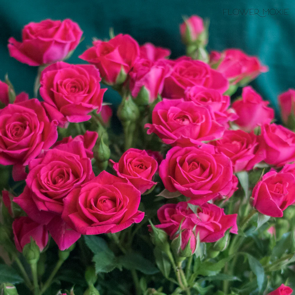 Deep Pink Spray Roses - Image 5