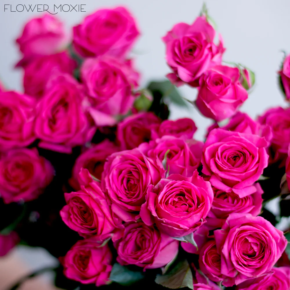 Deep Pink Spray Roses - Image 6