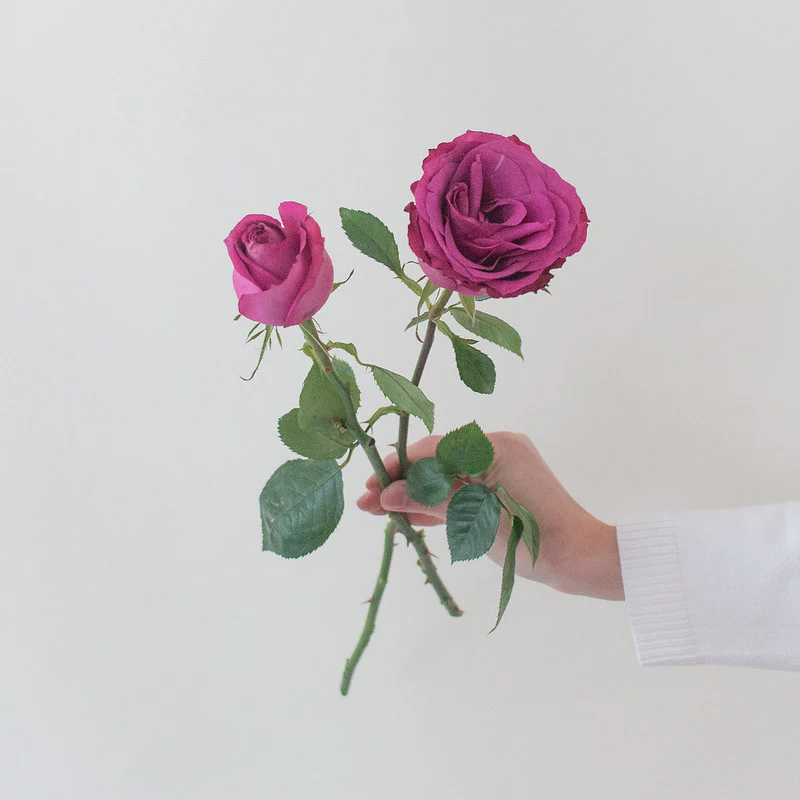 Deep Purple Blueberry Rose - Image 6