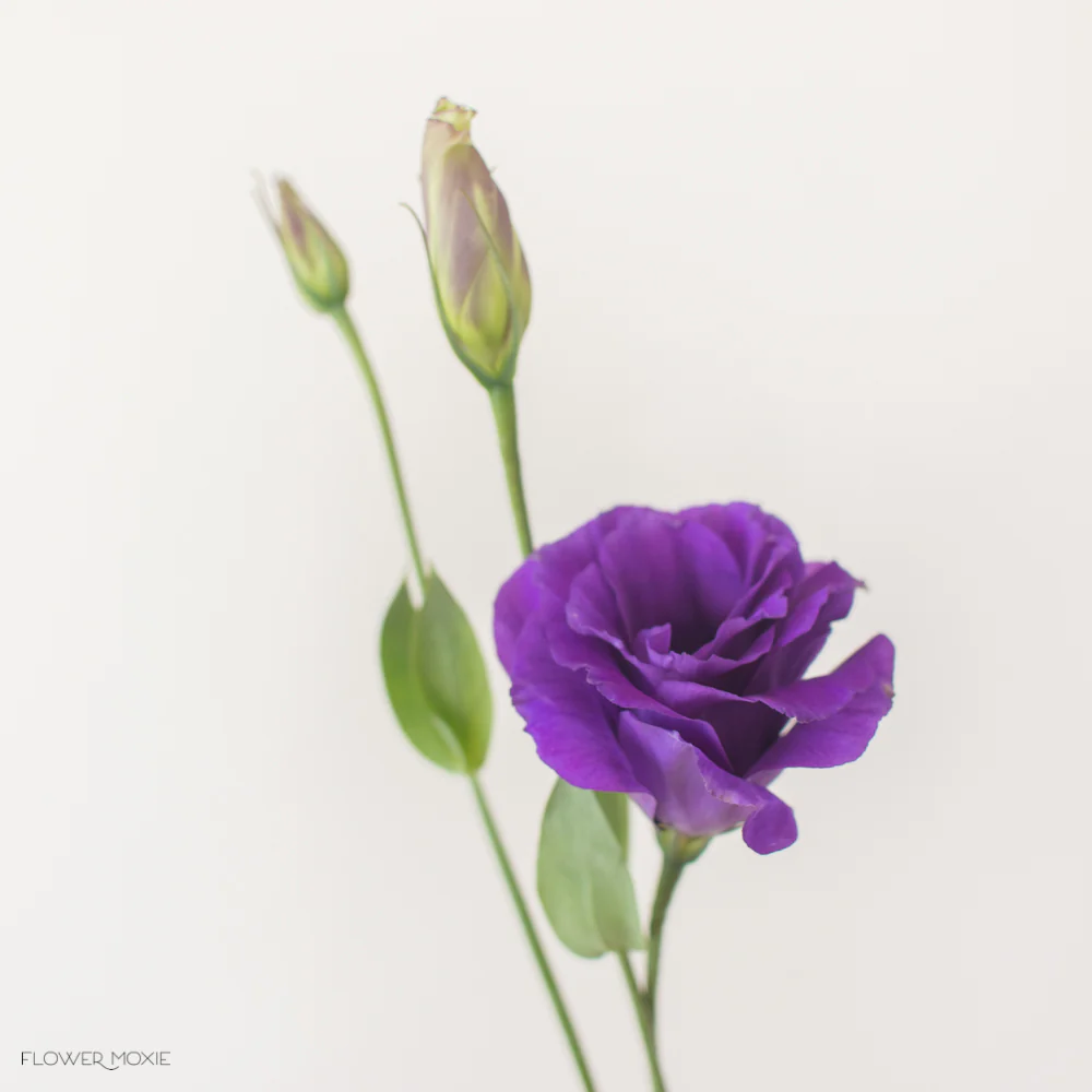 Deep Purple Lisianthus Flower - Image 11