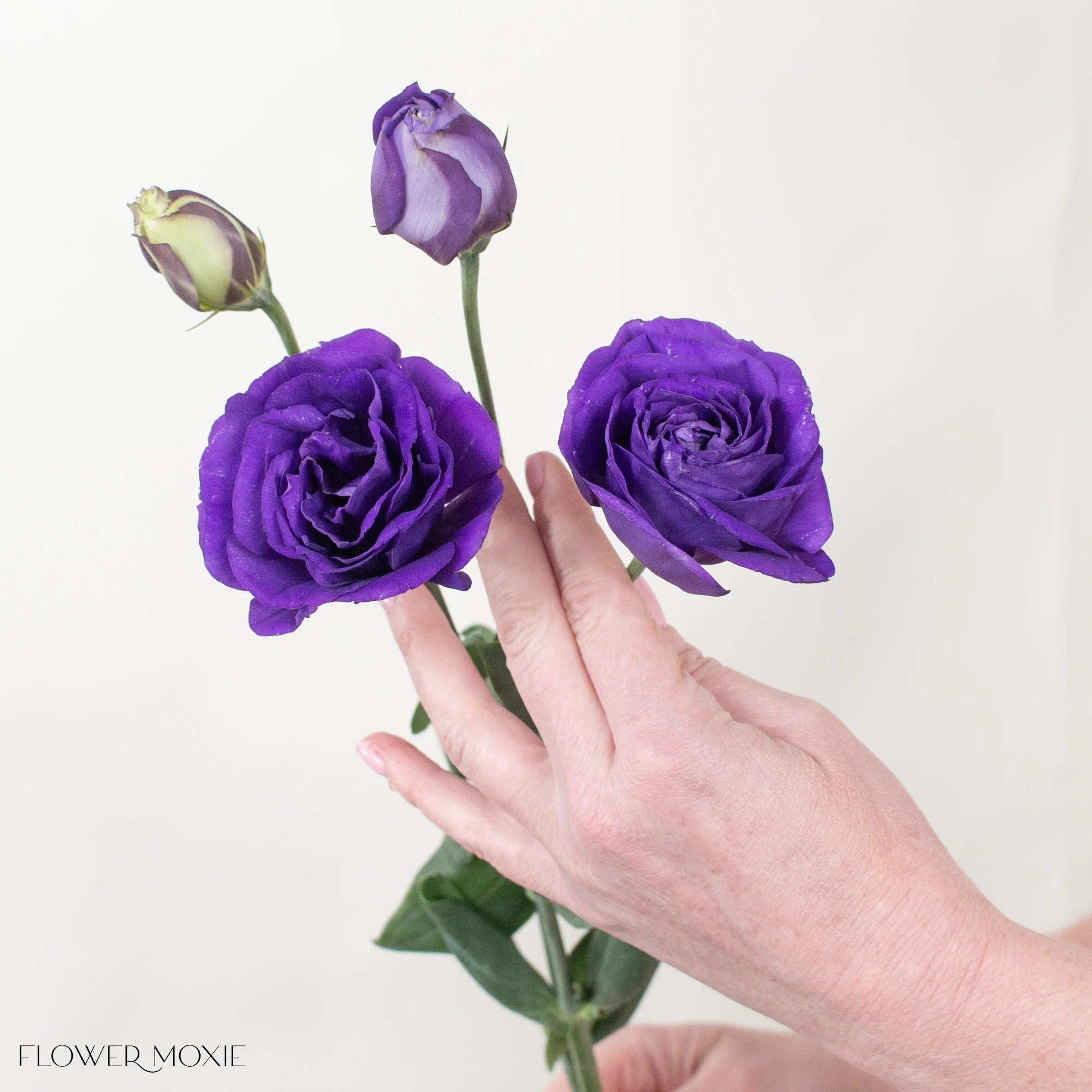 Deep Purple Lisianthus Flower - Image 4