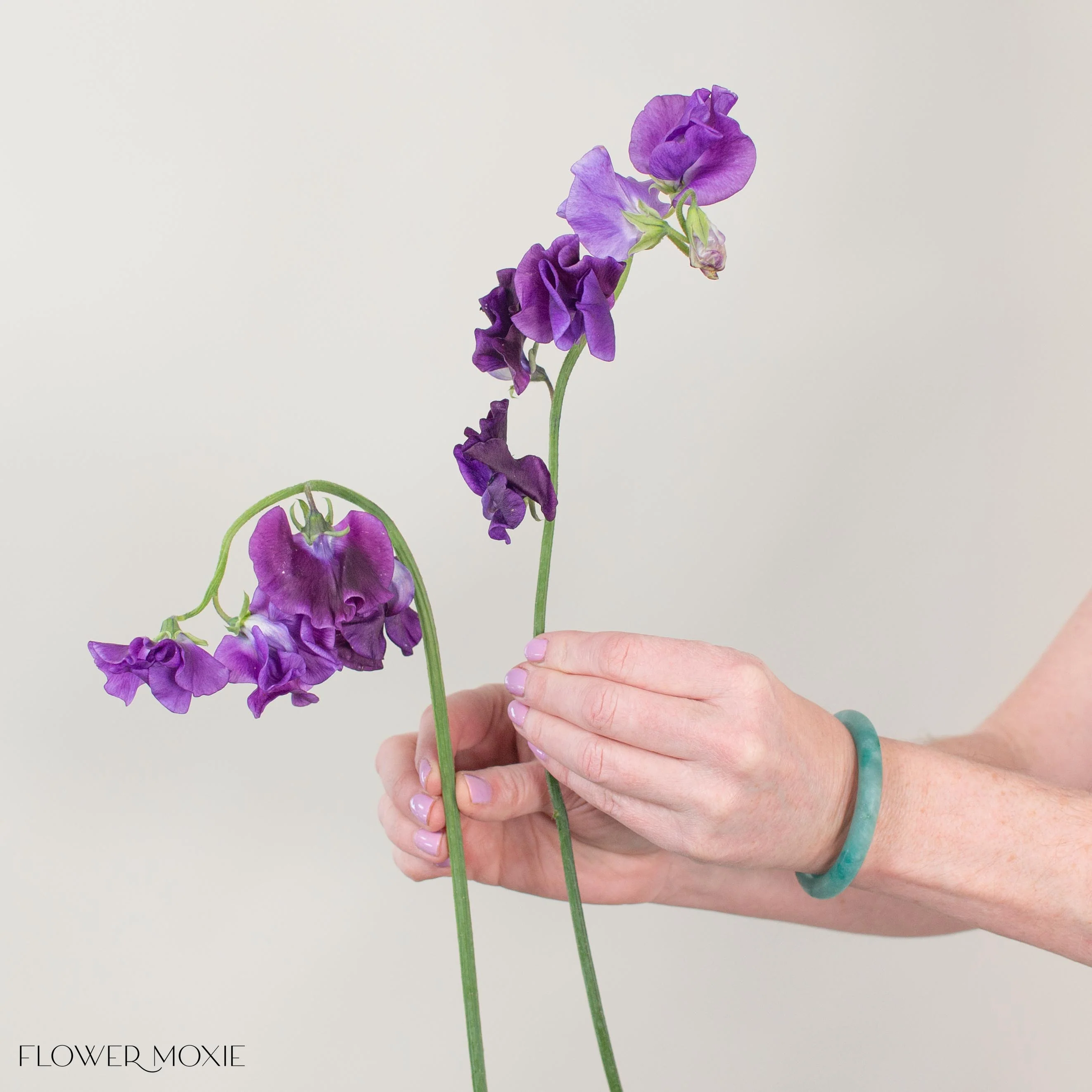 Deep Purple Sweet Pea - Image 3