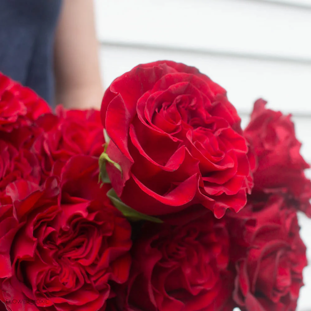 Deep Red Hearts Garden Rose - Image 3
