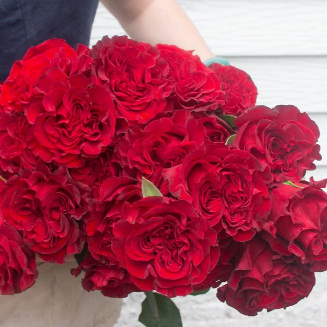 Deep Red Hearts Garden Rose - Image 4