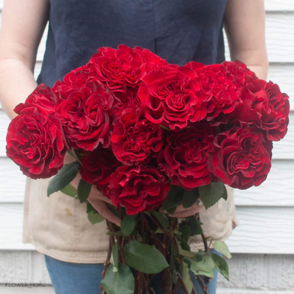 Deep Red Hearts Garden Rose - Image 5