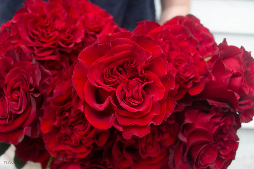 Deep Red Hearts Garden Rose - Image 6