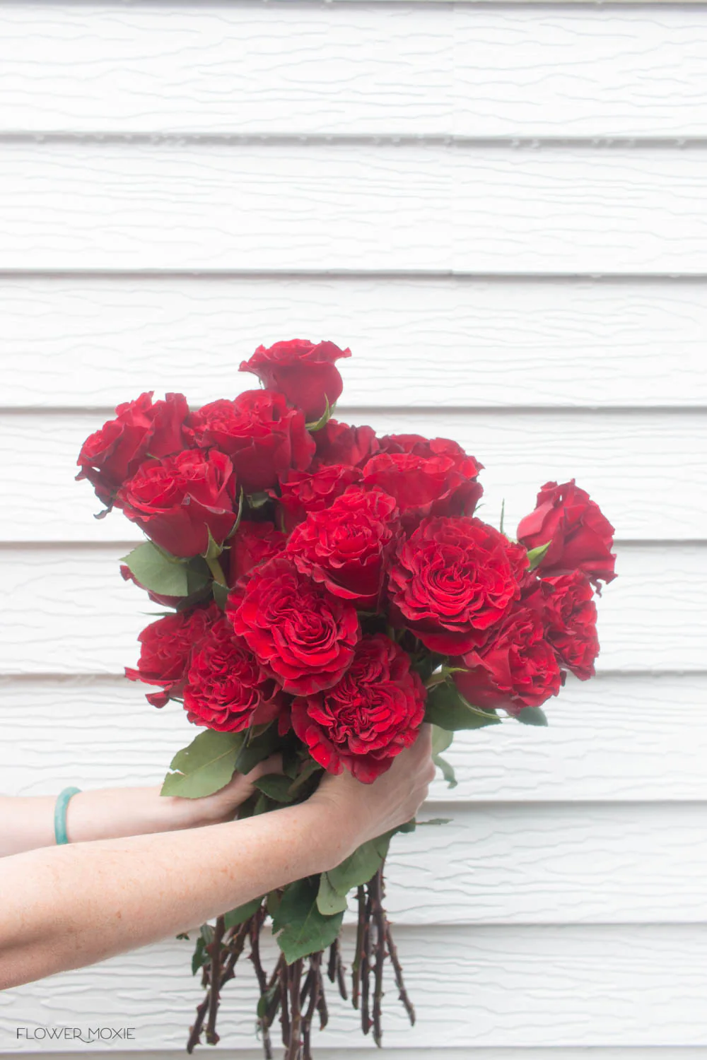 Deep Red Hearts Garden Rose - Image 7
