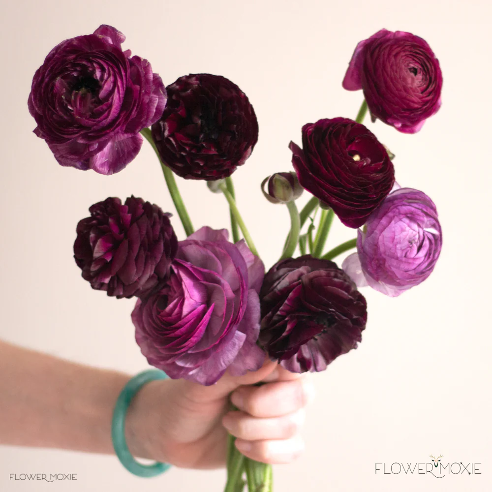 Deep Violet Ranunculus Flower - Image 3