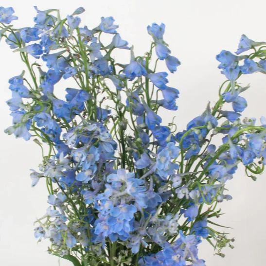 Delphinium x 30 stems