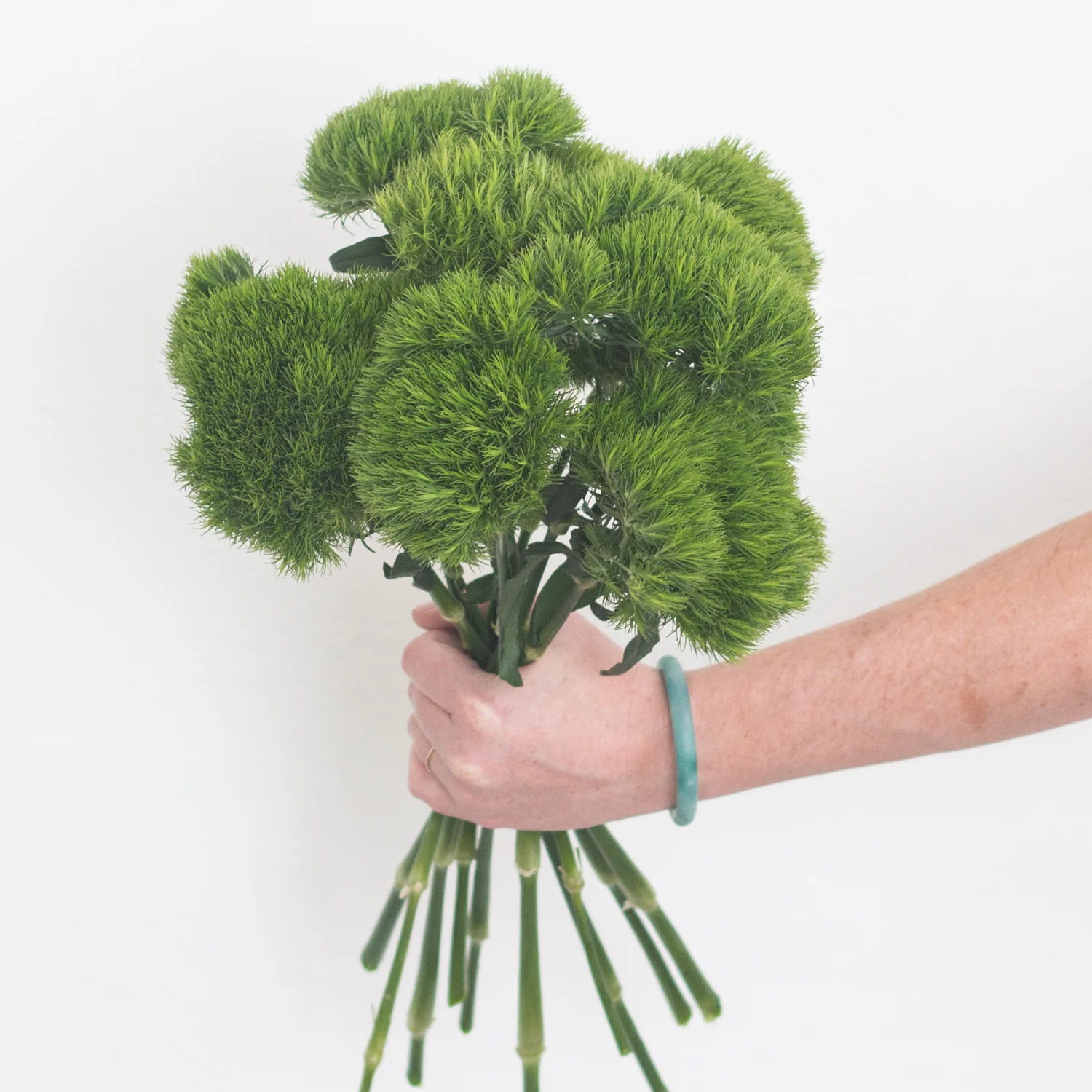 Green Dianthus Flower - Image 2