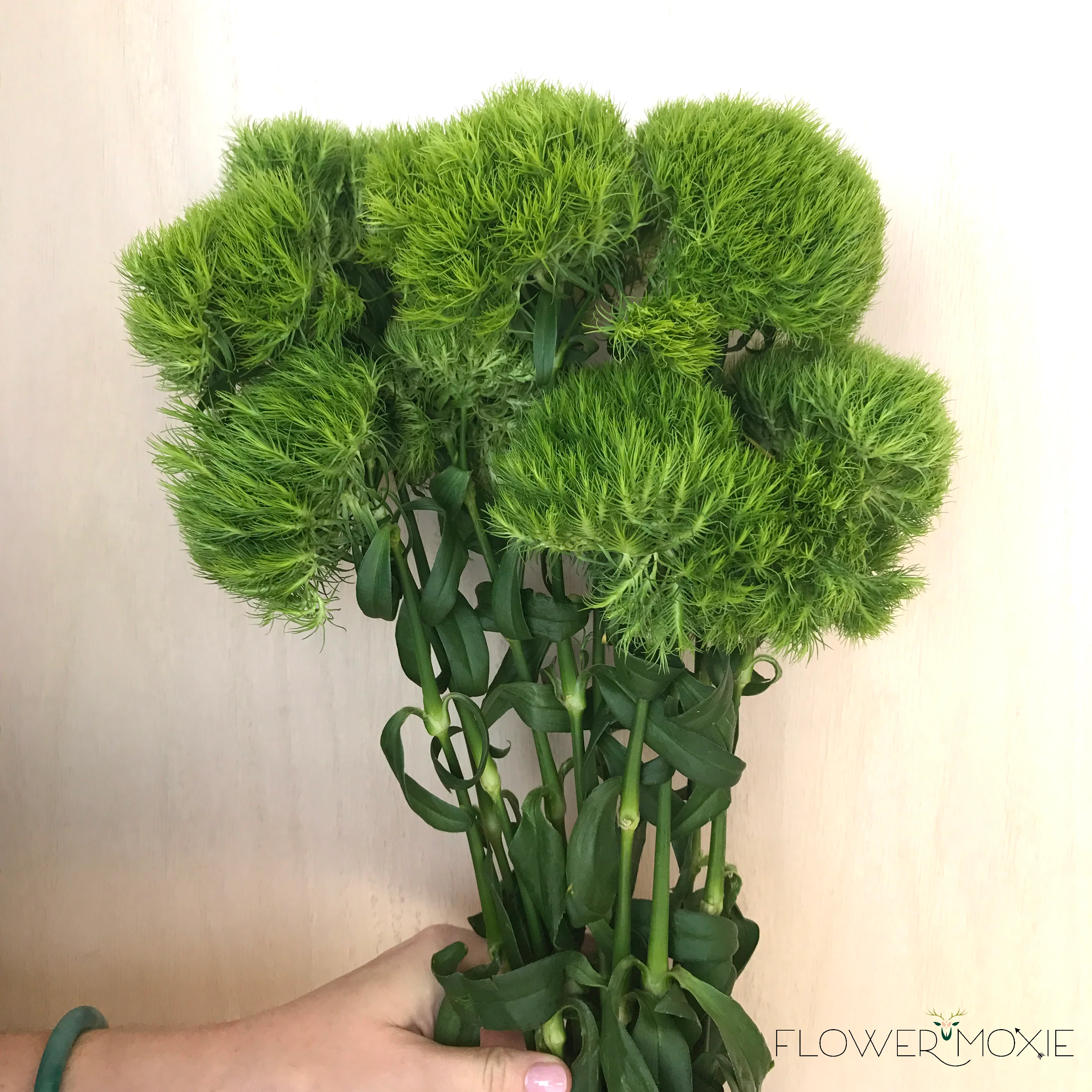 Green Dianthus Flower - Image 3
