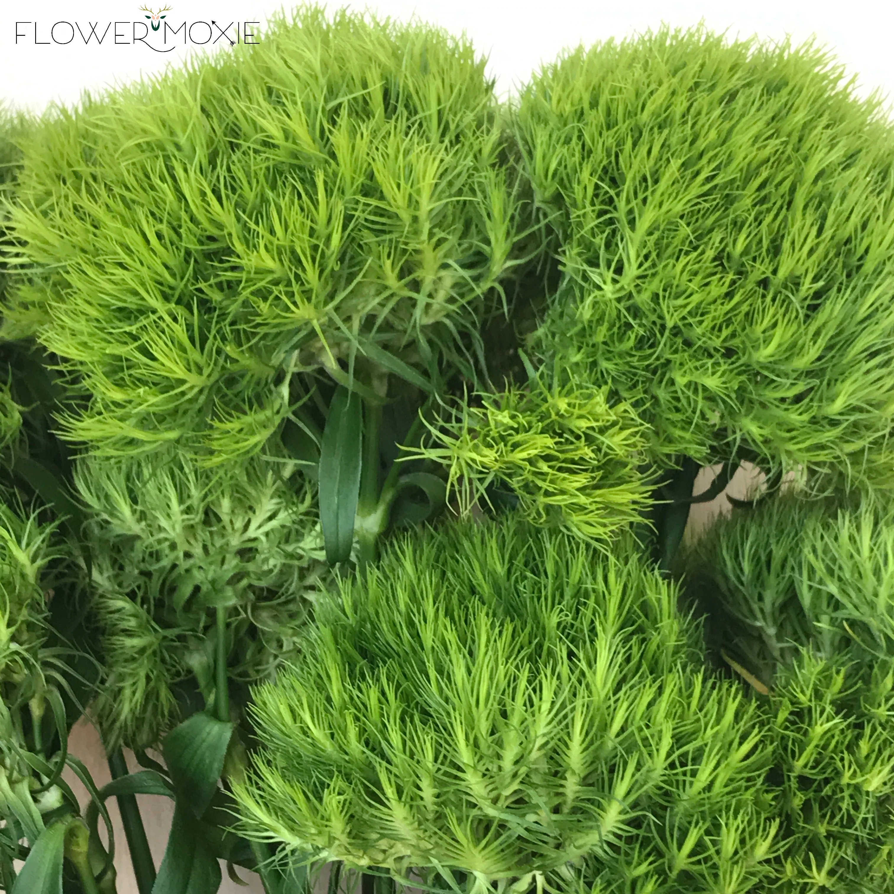 Green Dianthus Flower - Image 4