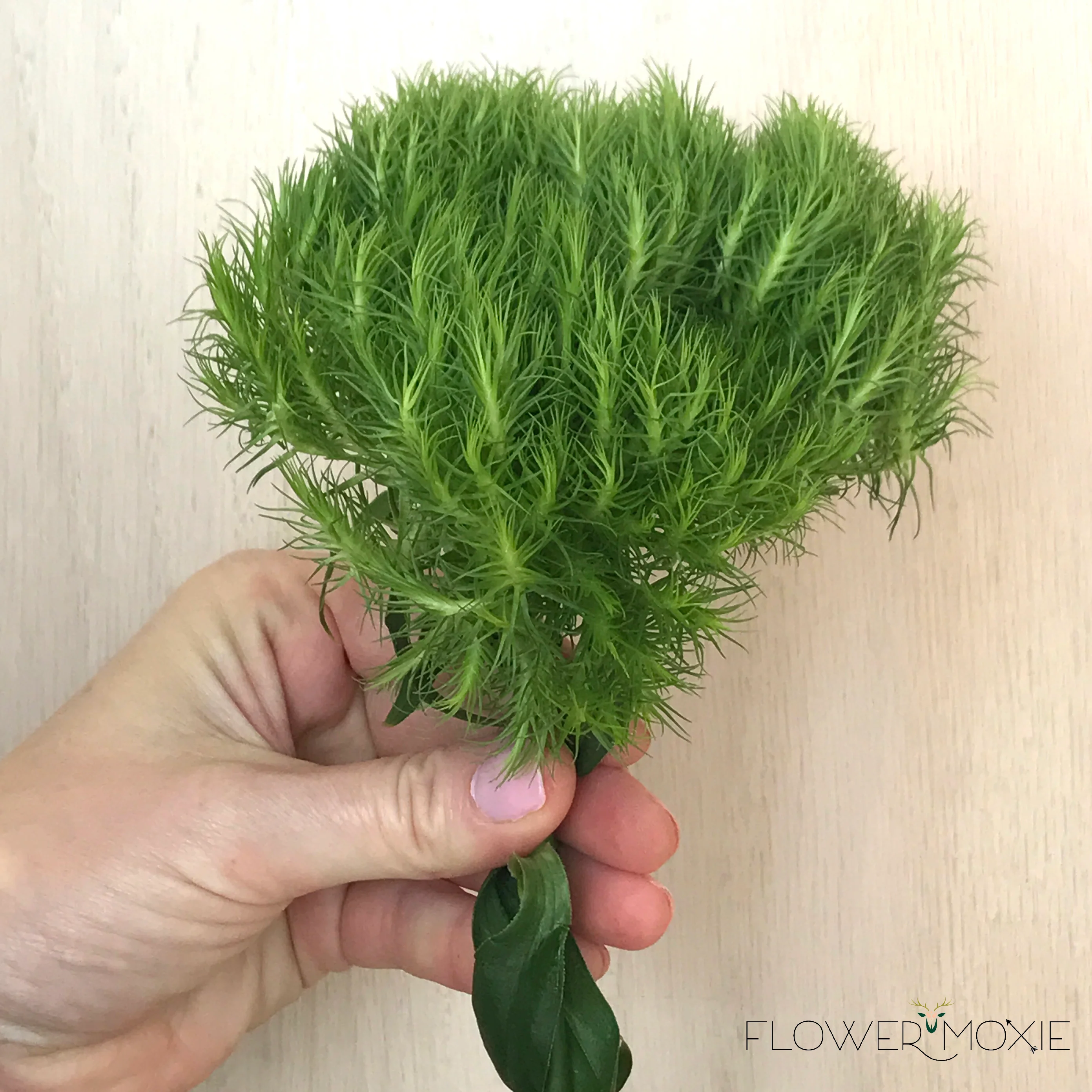 Green Dianthus Flower - Image 5
