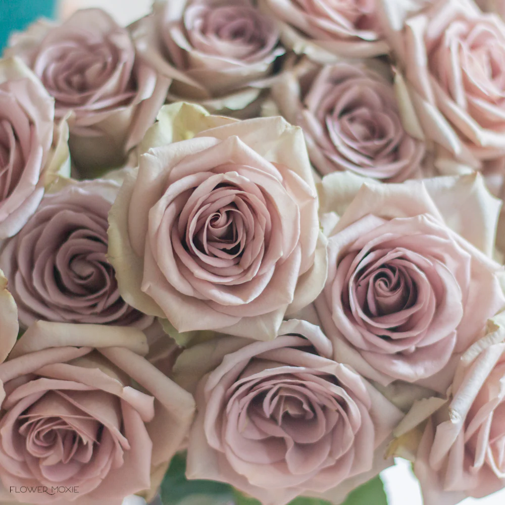 Dusty Lavender Amnesia Rose - Image 10